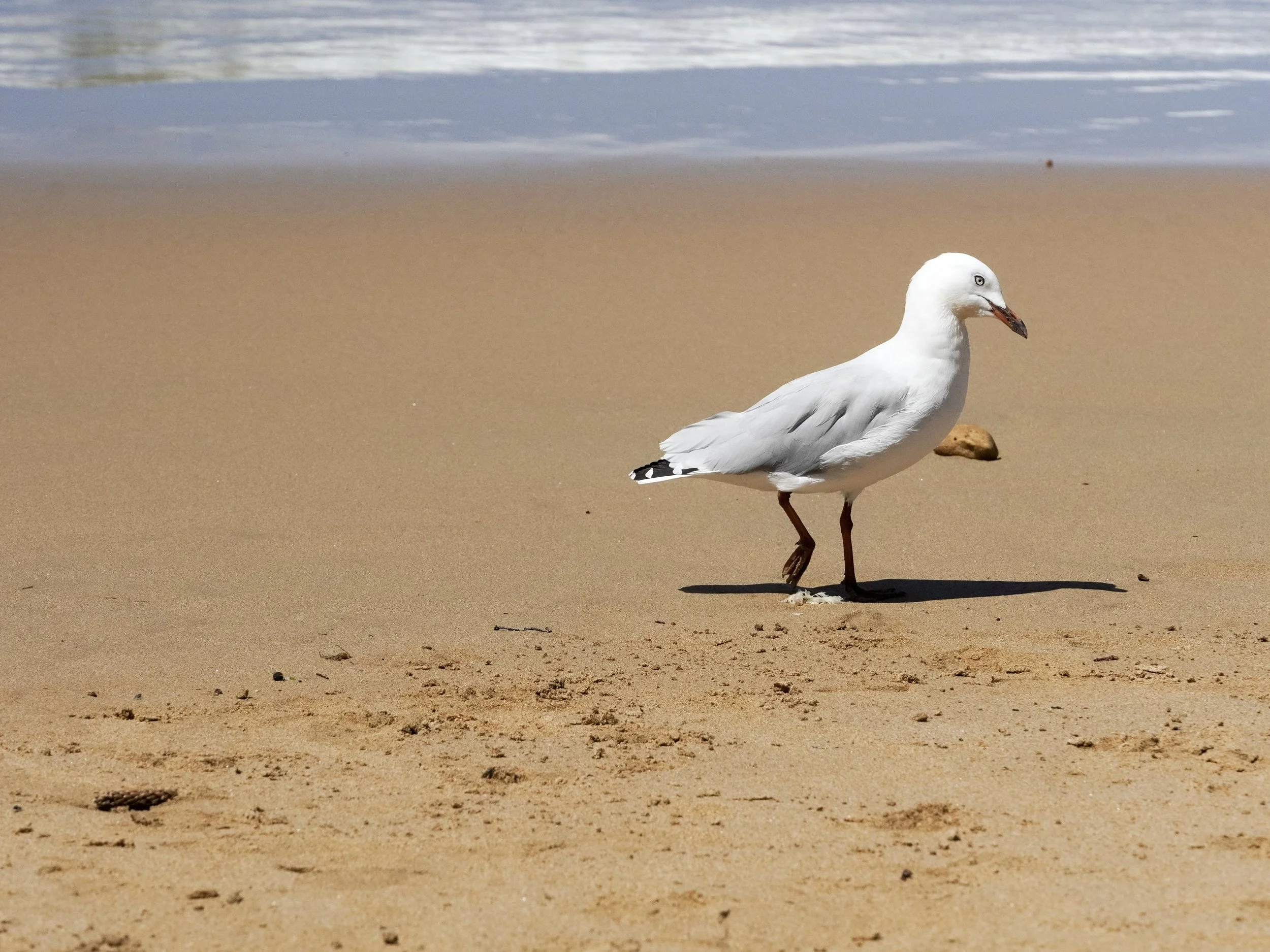 A seagull standing on a sandy beach near the shoreline near Geelong, Victoria.