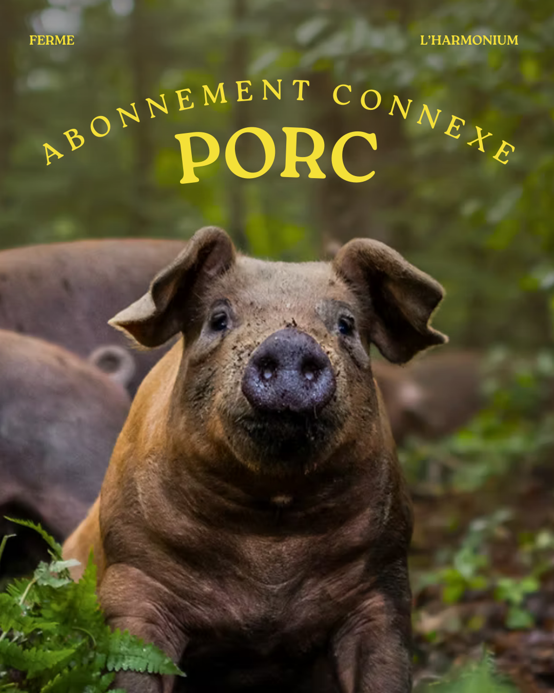 Abonnement - Porc de l'Harmonium
