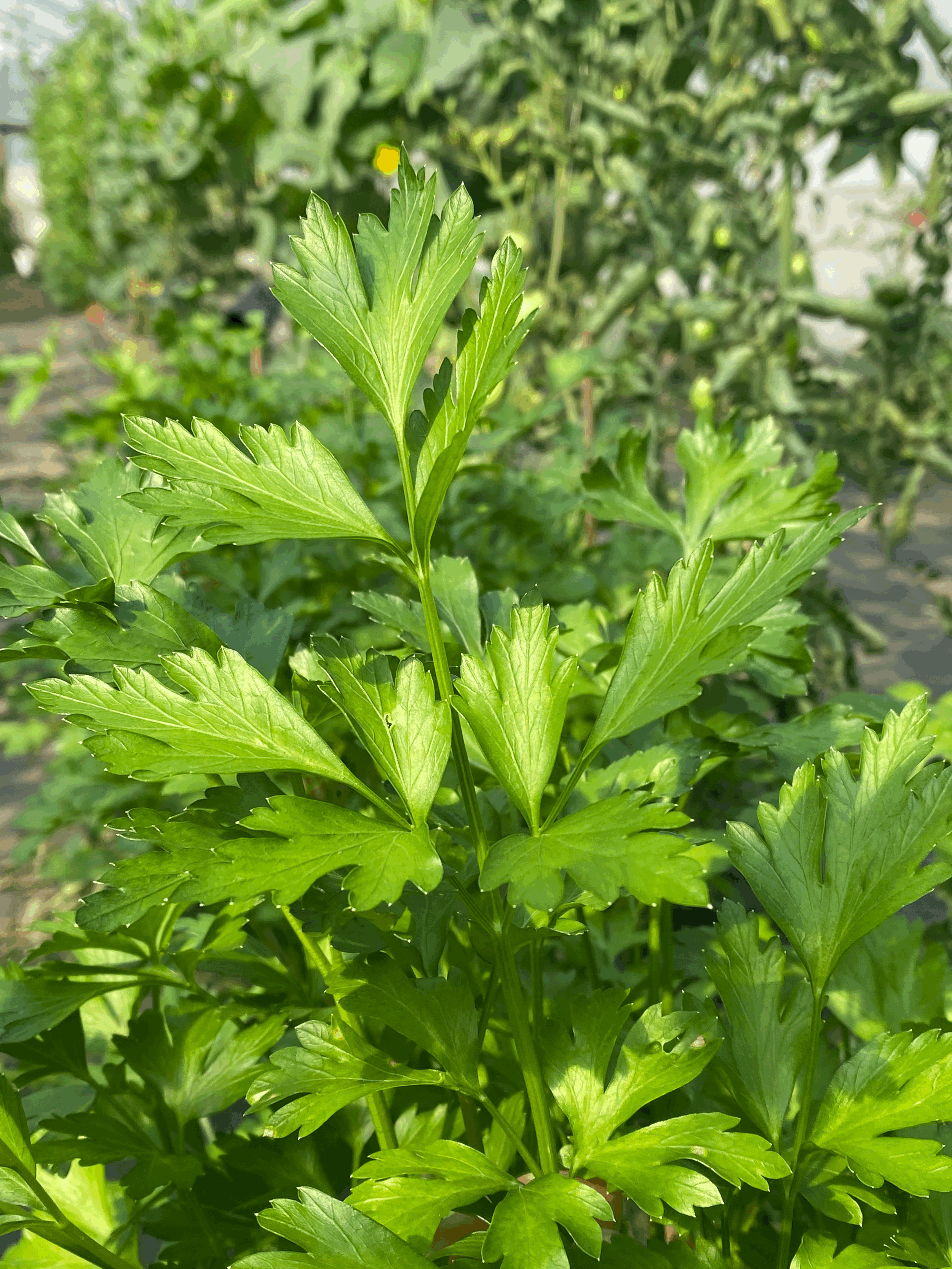 Persil plat