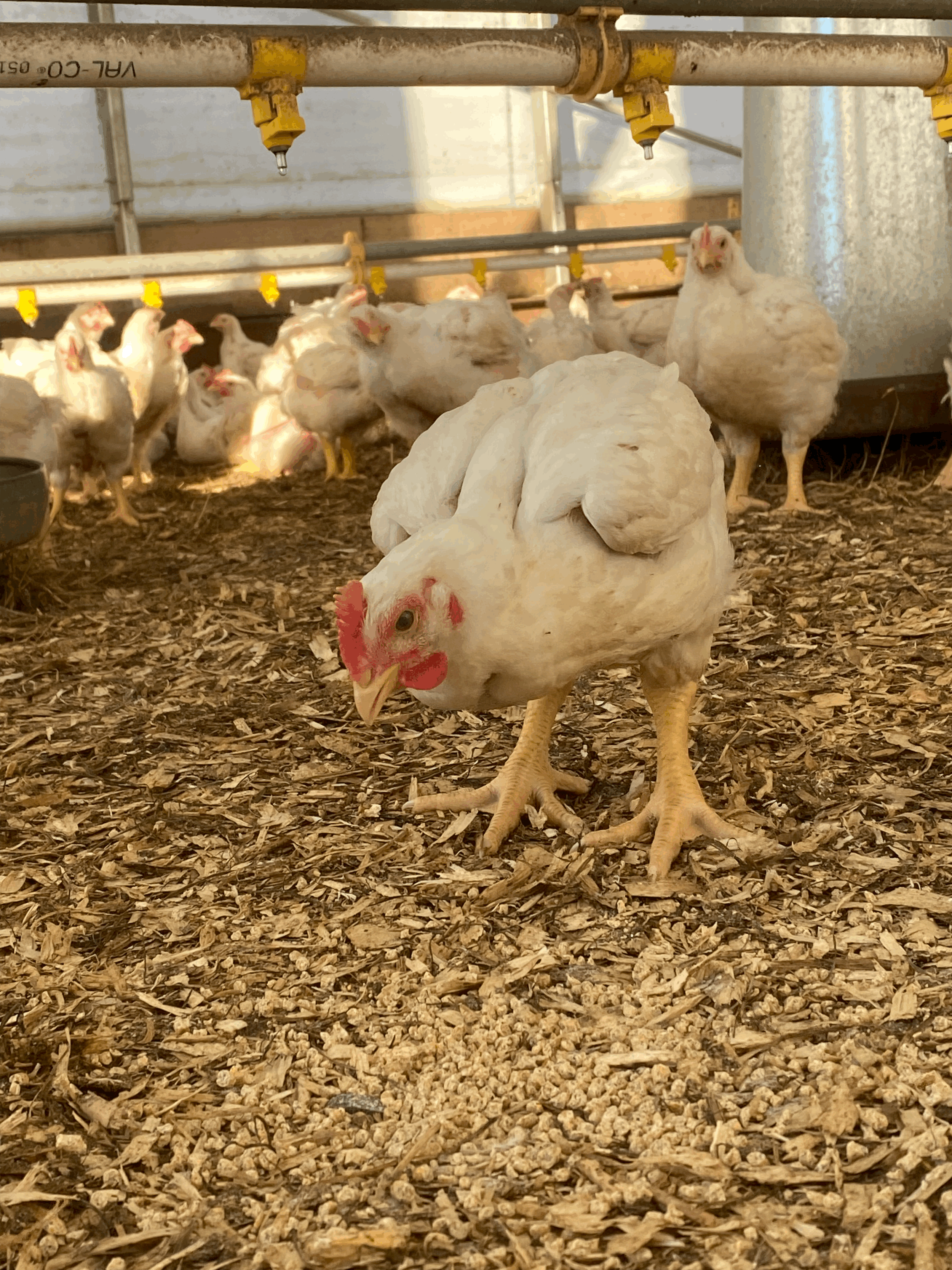 Poulet entier