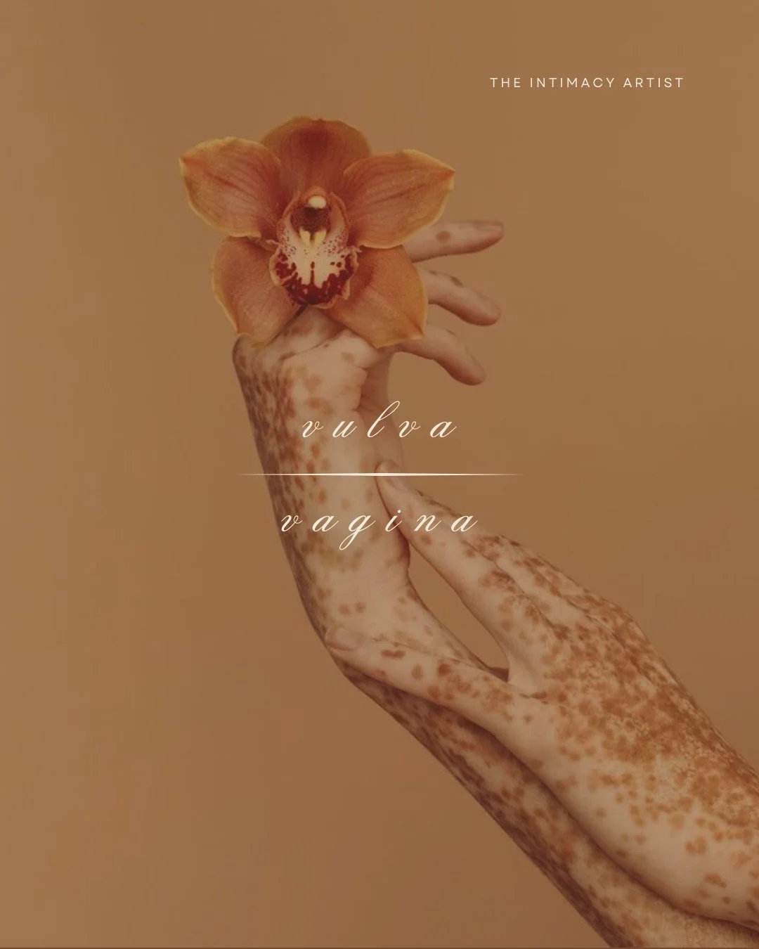 V U L V A  vs. V A G I N A

Most people call female g e n e t a l i a the wrong terminology. 

And the incorrect terminology is everywhere. In cinema, media, books etc.

I can&rsquo;t tell you how many times I&rsquo;ve heard &ldquo;v a g i n a&rdquo;