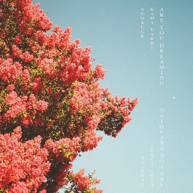 Pink flowering tree against a blue sky with white clouds.