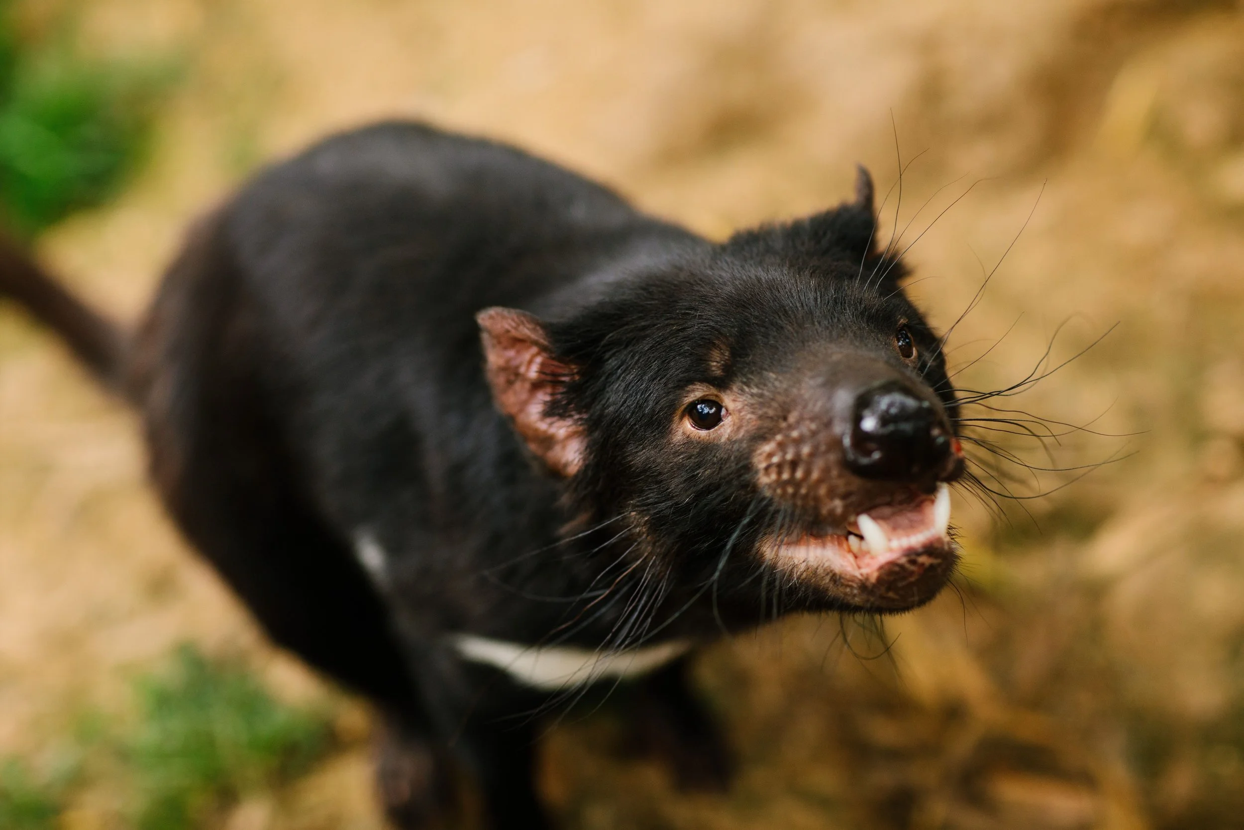 A black Rottweiler dog with tan markings is barking or growling, with its mouth open, showing teeth, and surrounded by a blurred outdoor background of grass and earth.