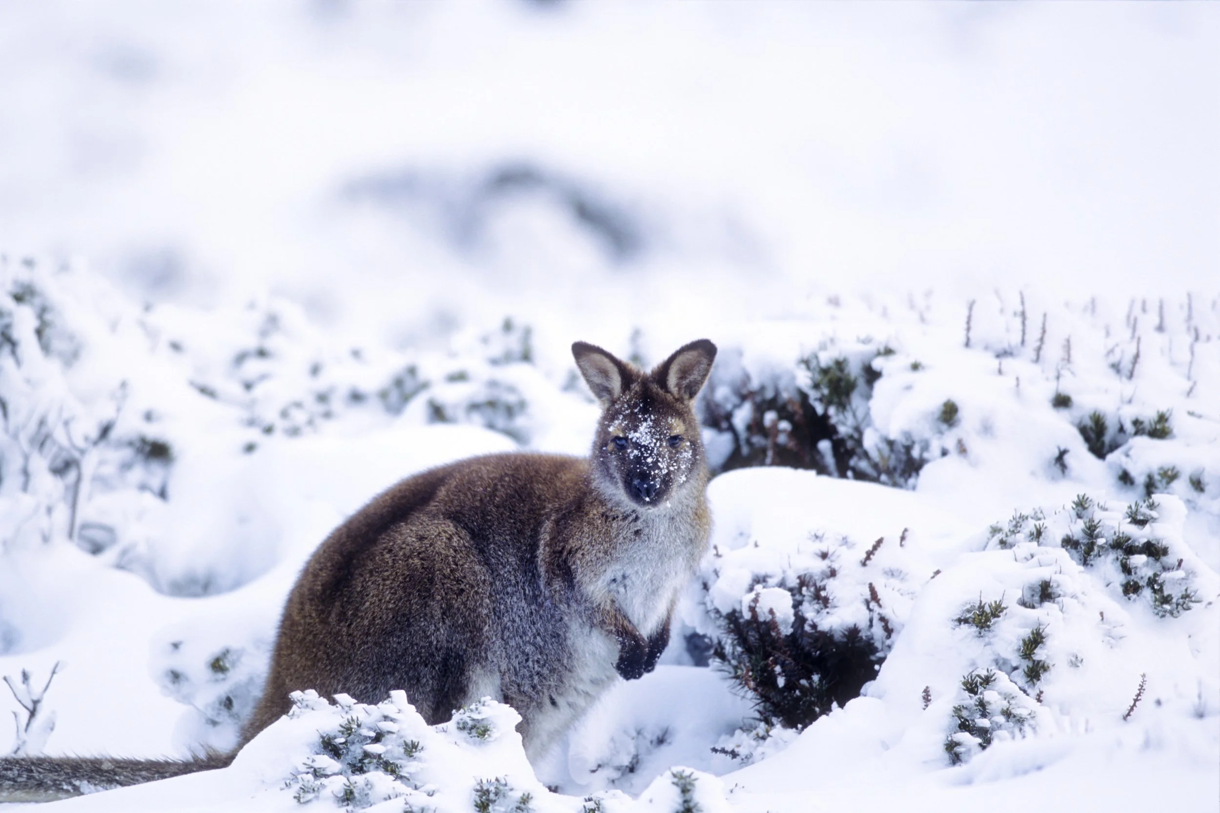 A young kangaroo or joey lying in the snow with patches of snow on its face and surrounding snow-covered ground and plants.