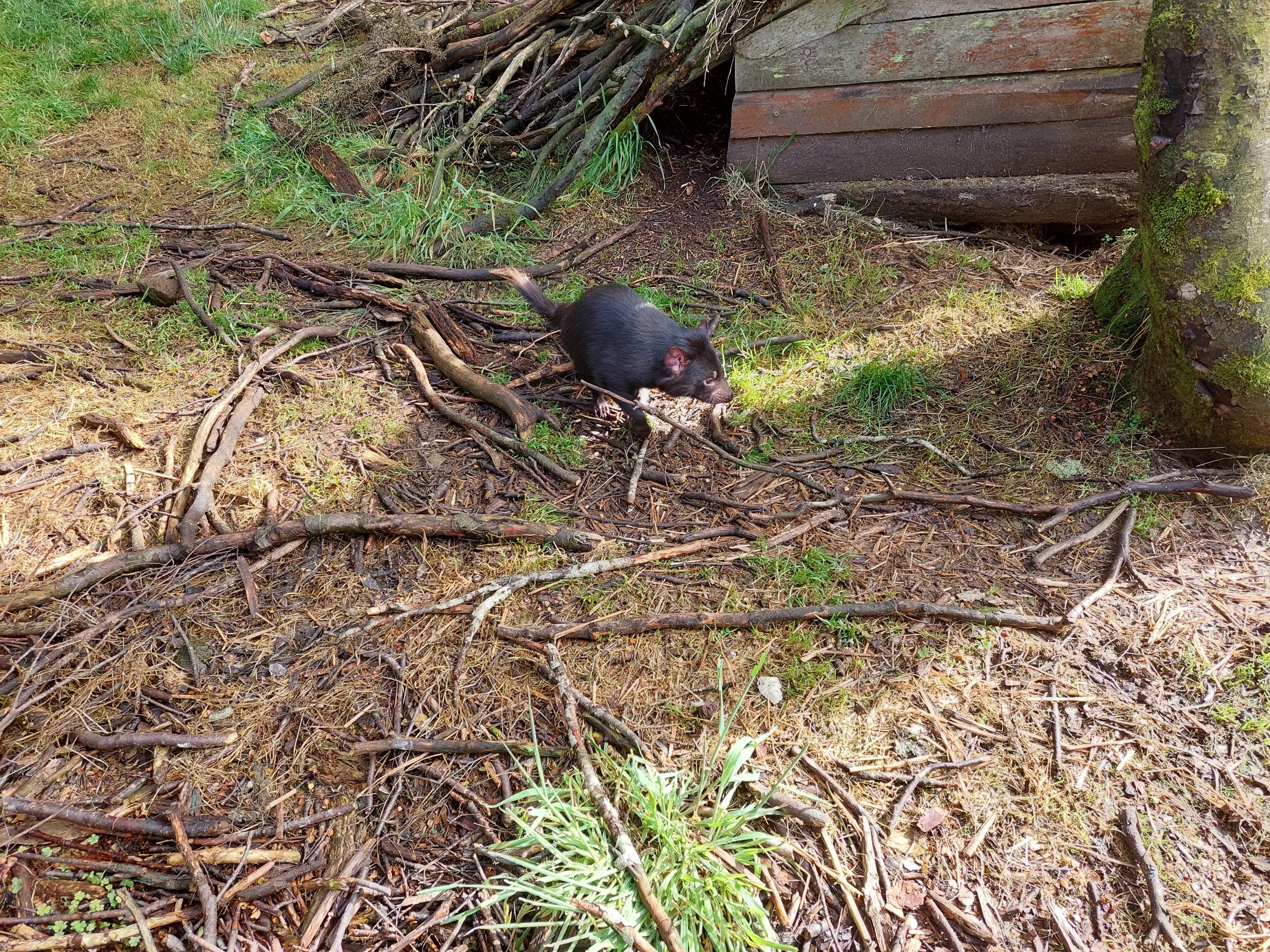 A black ferret walking on a bed of twigs, branches, and grass near the side of a wooden structure in an outdoor setting.