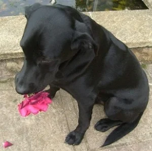 dog