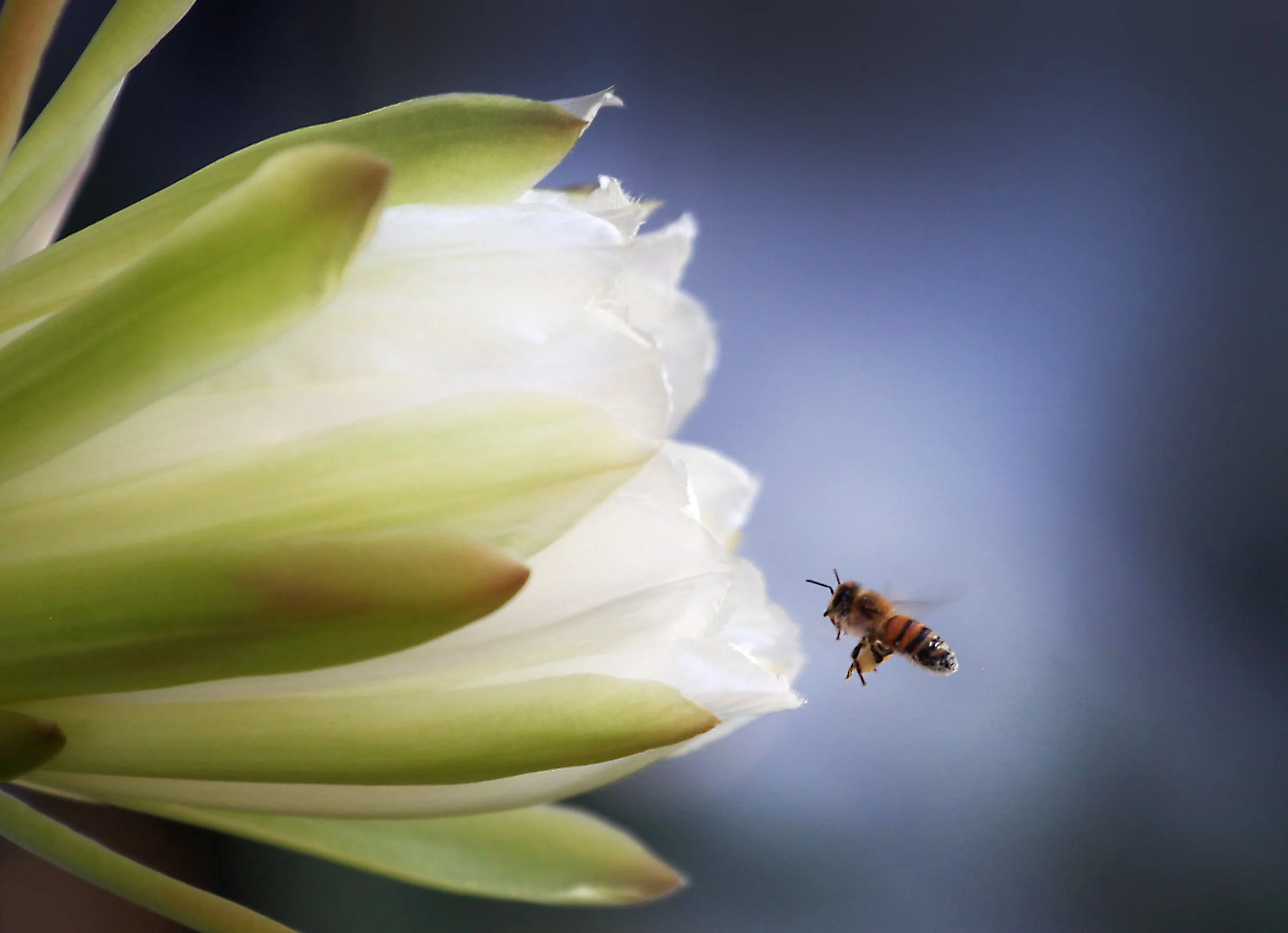 Finding Inspiration in Nature