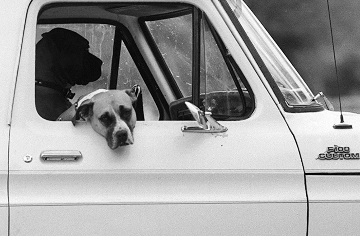 DOGS.JPG