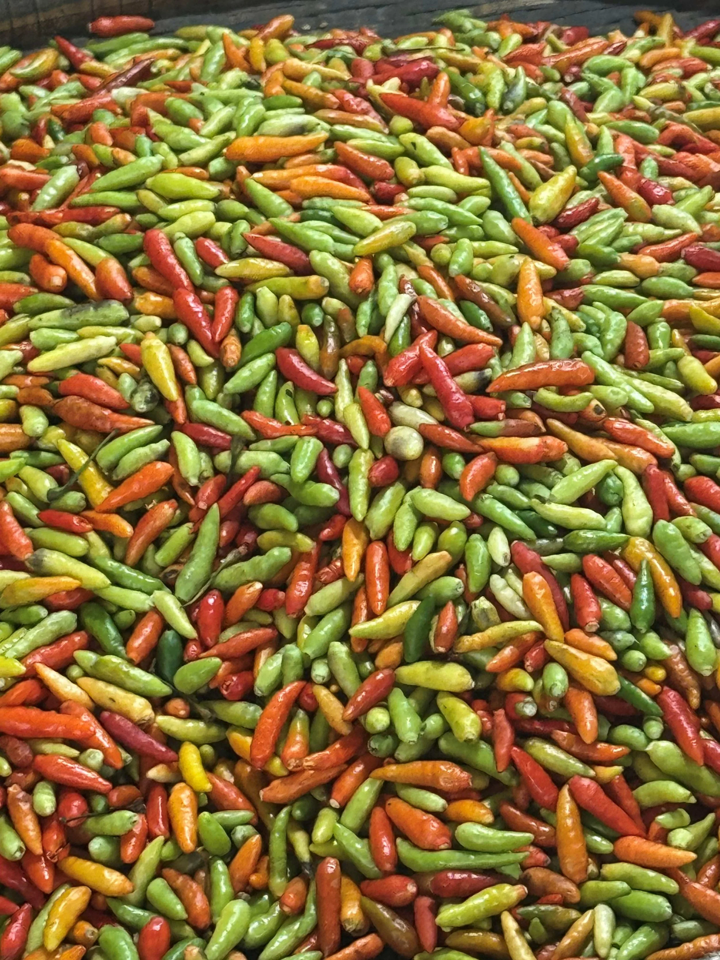 Withers Thailand 4.jpg