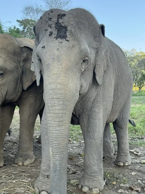 Withers Thailand 13.jpeg