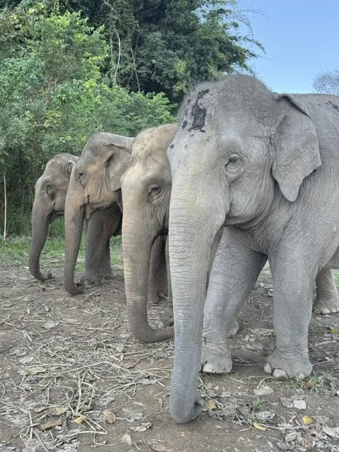 Withers Thailand 14.jpeg