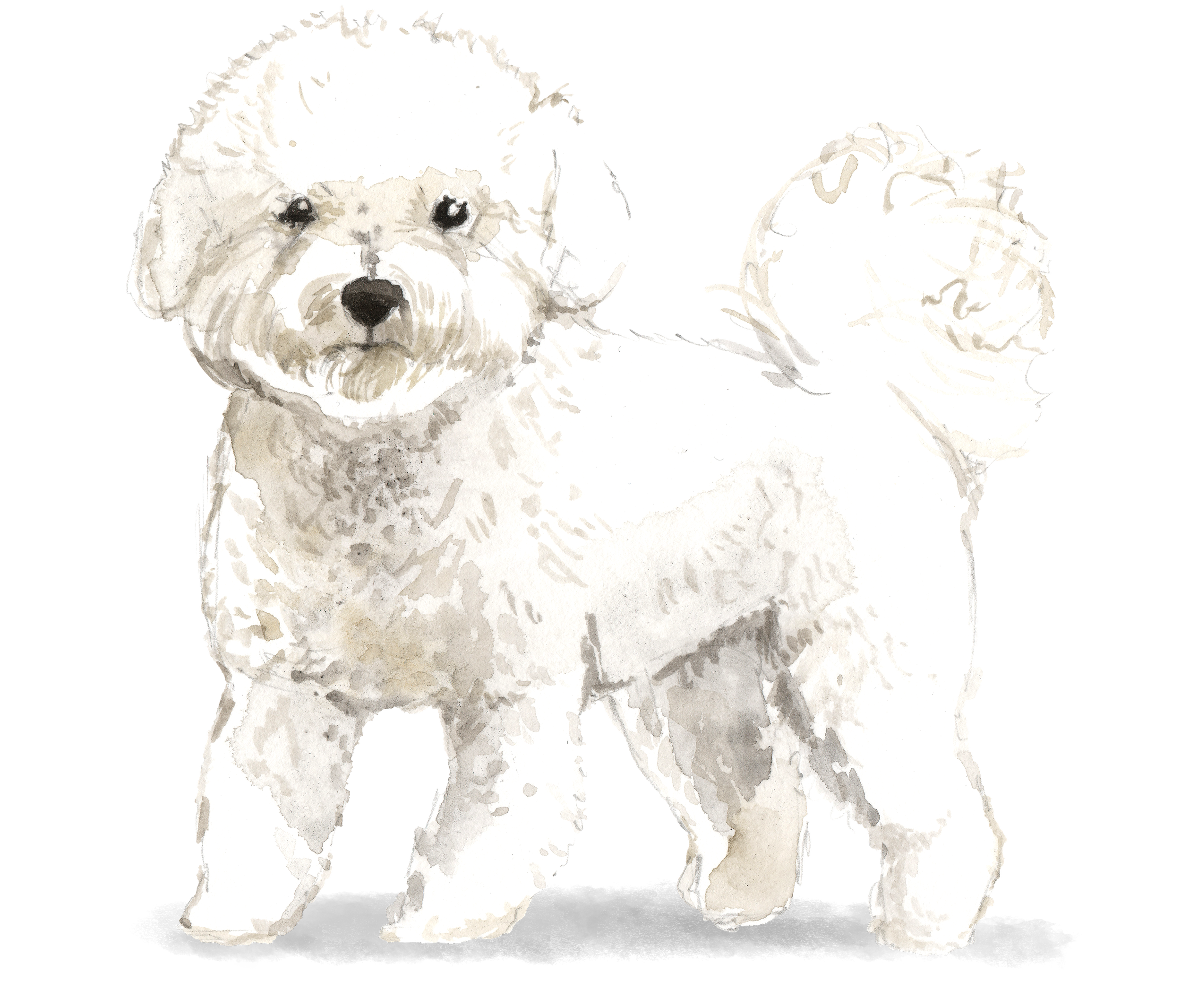 Bichon Frise