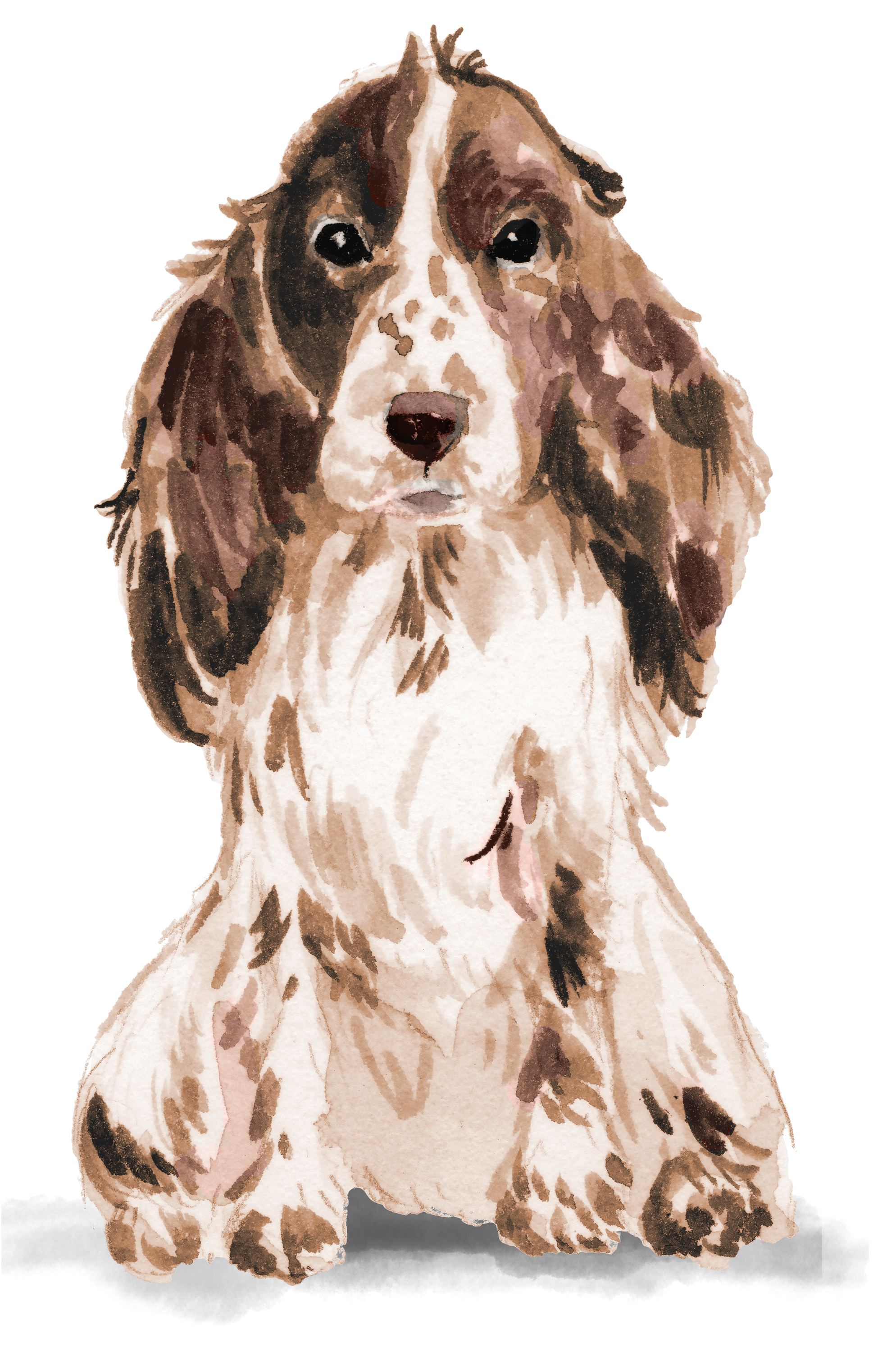 Cocker Spaniel 2
