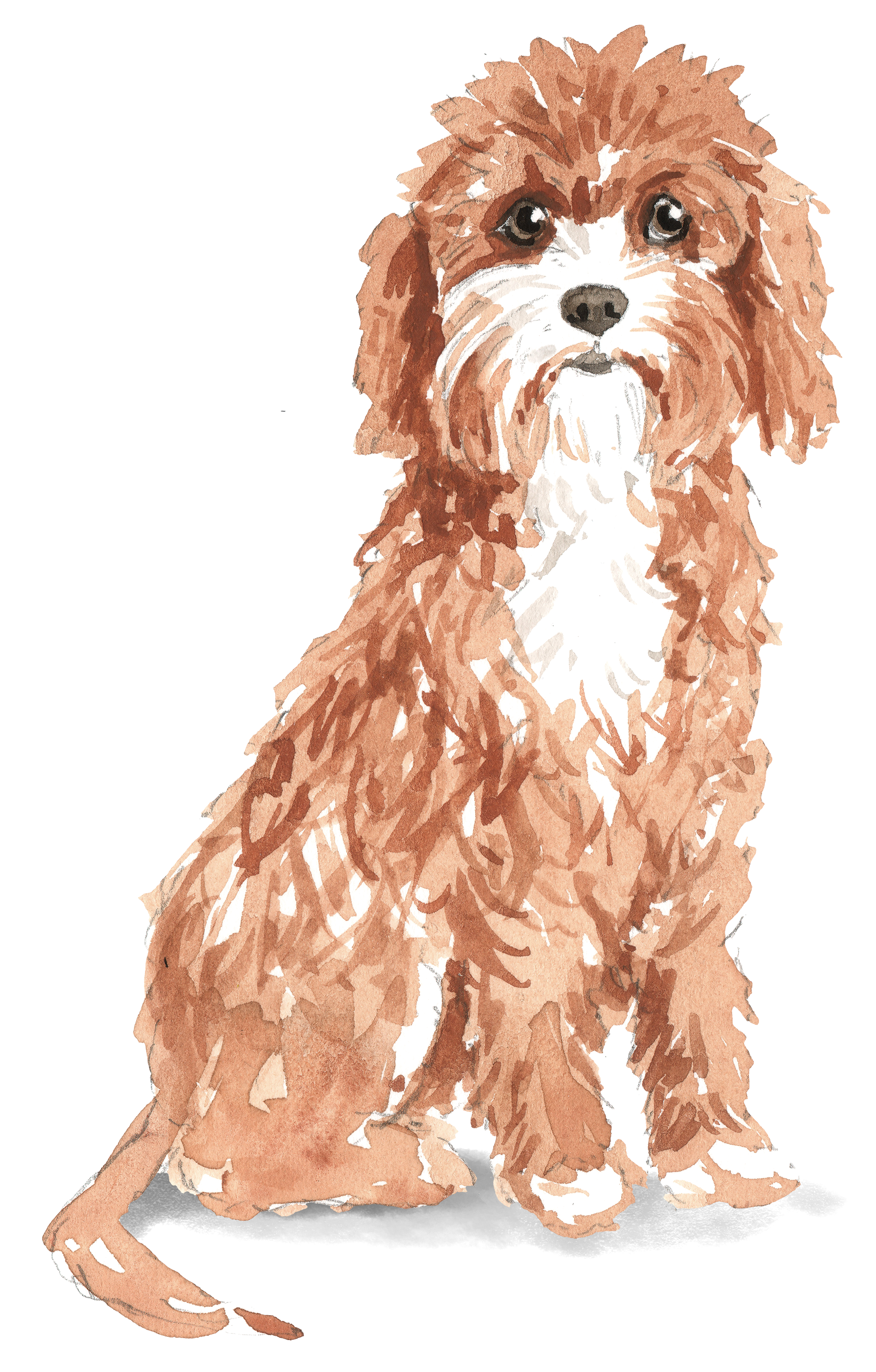 Cavapoo