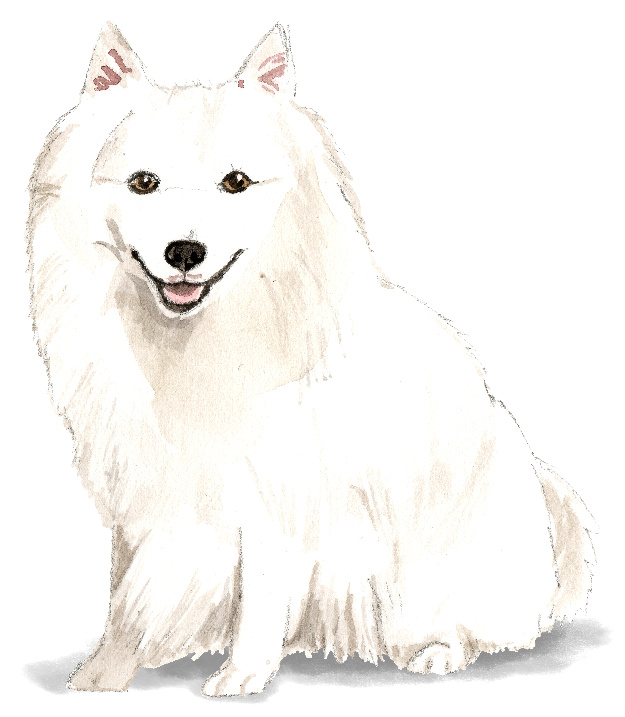 Japanese Spitz