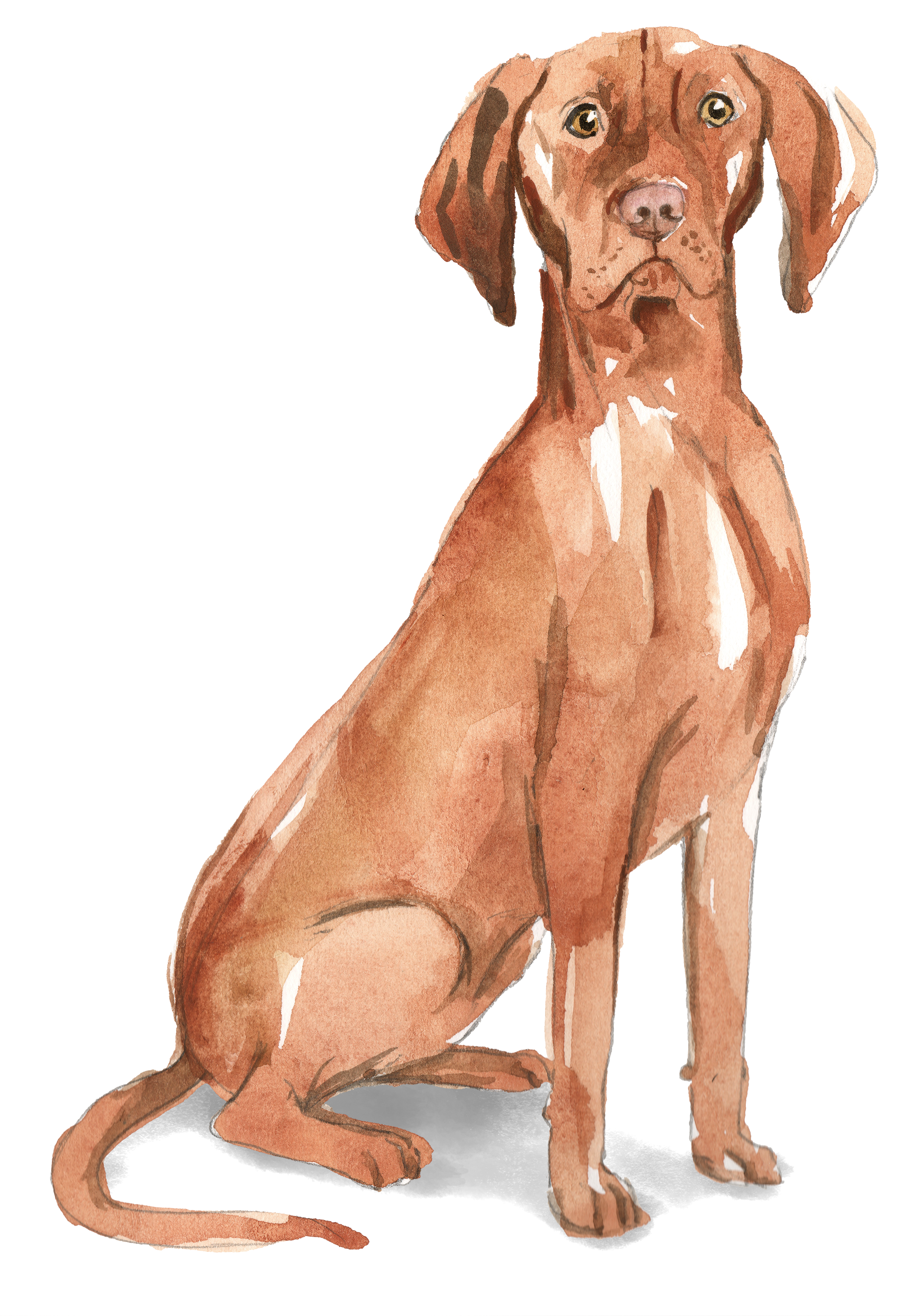 Vizsla