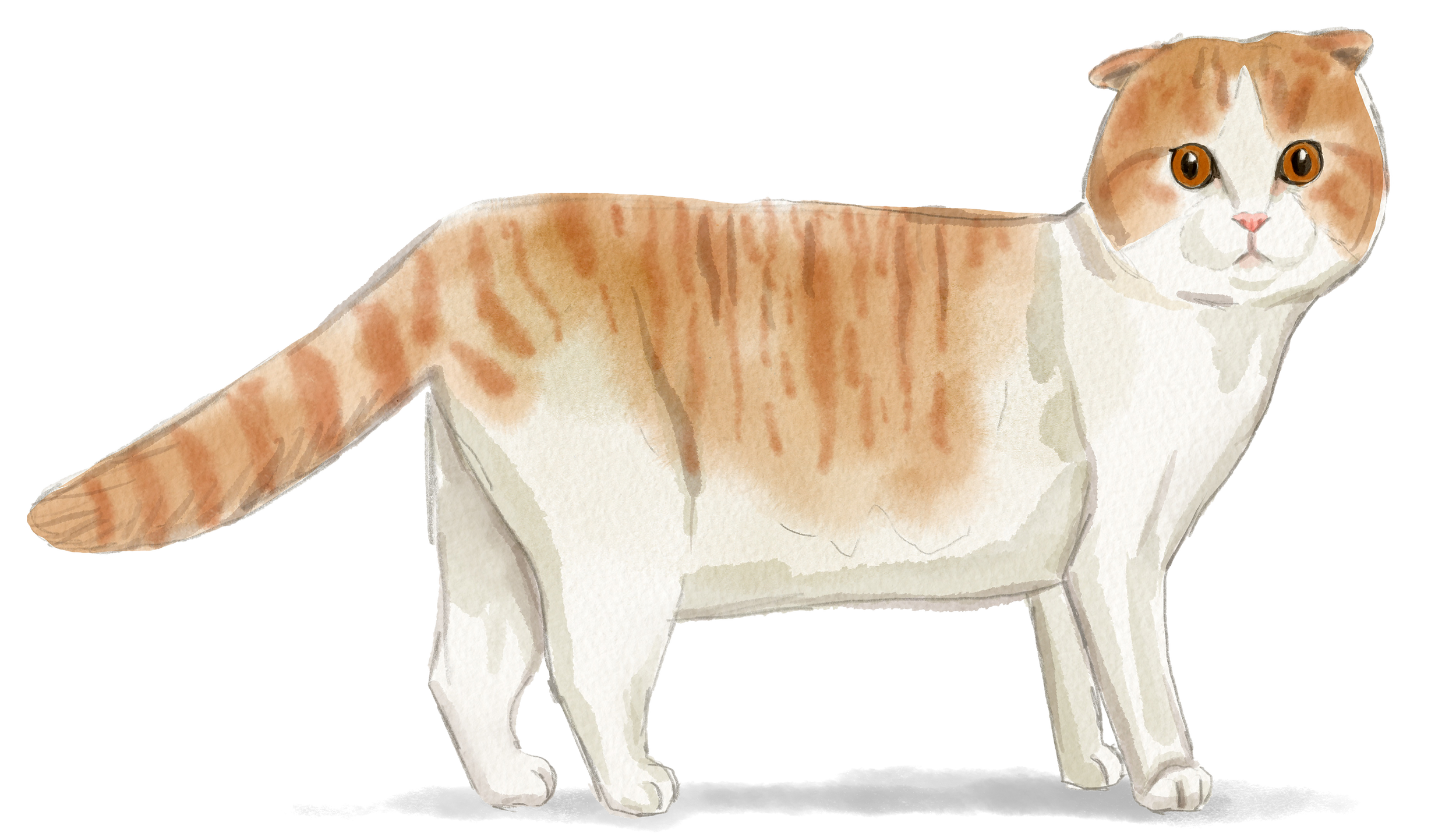 Scottish Fold