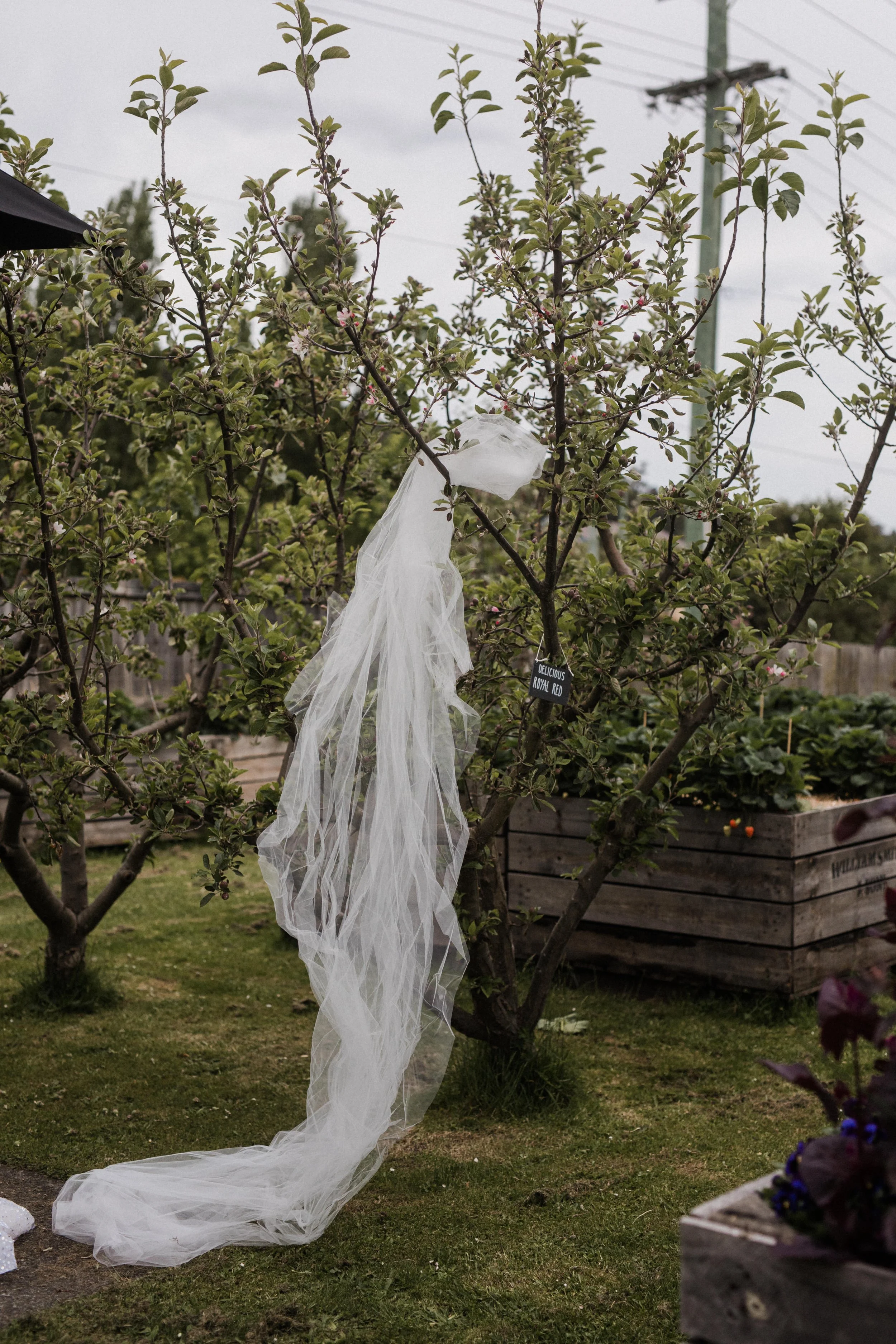 A tree with a piece of white cloth hanging from a branch
