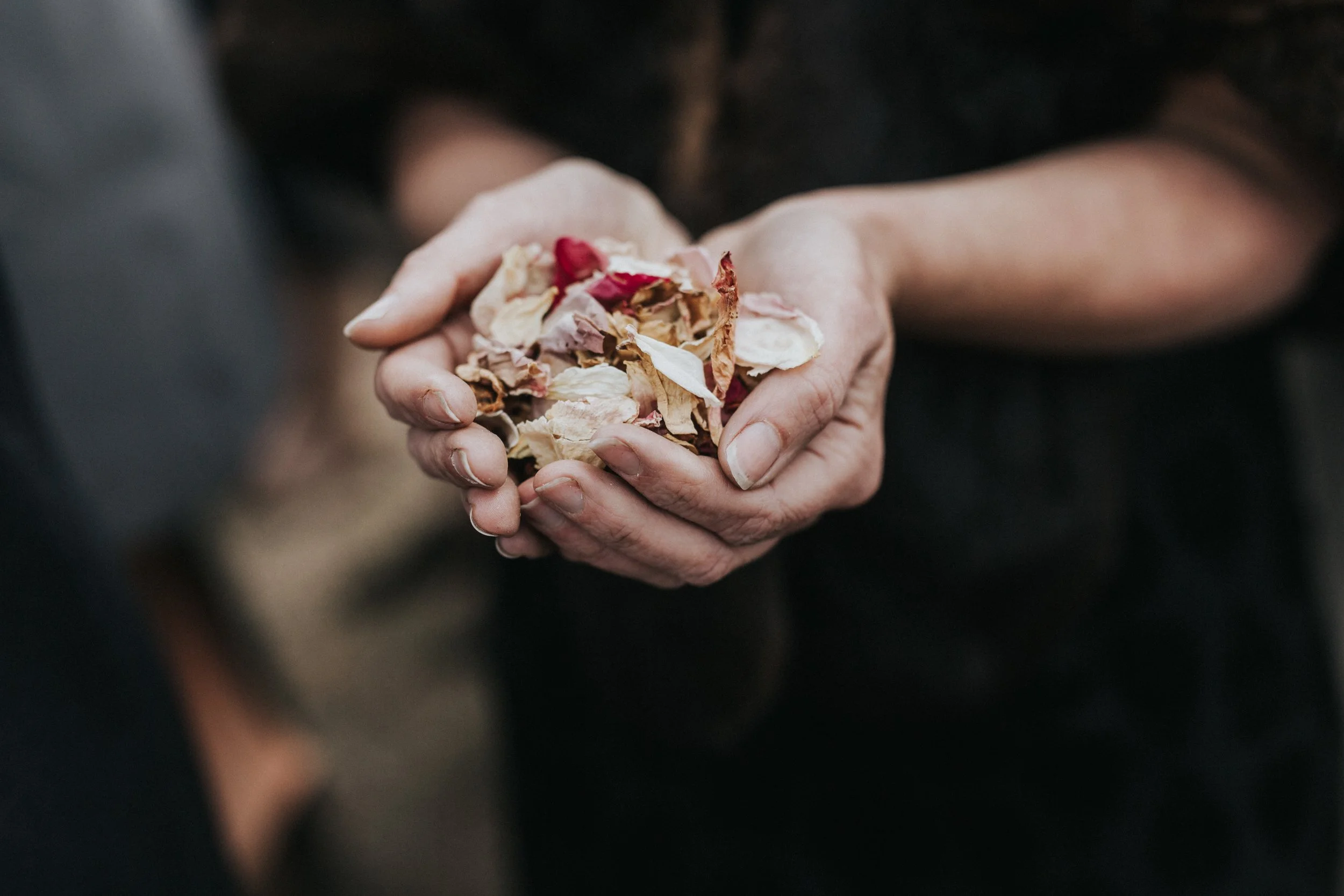 Close-up of elderly hands holding dried flower petals and leaves