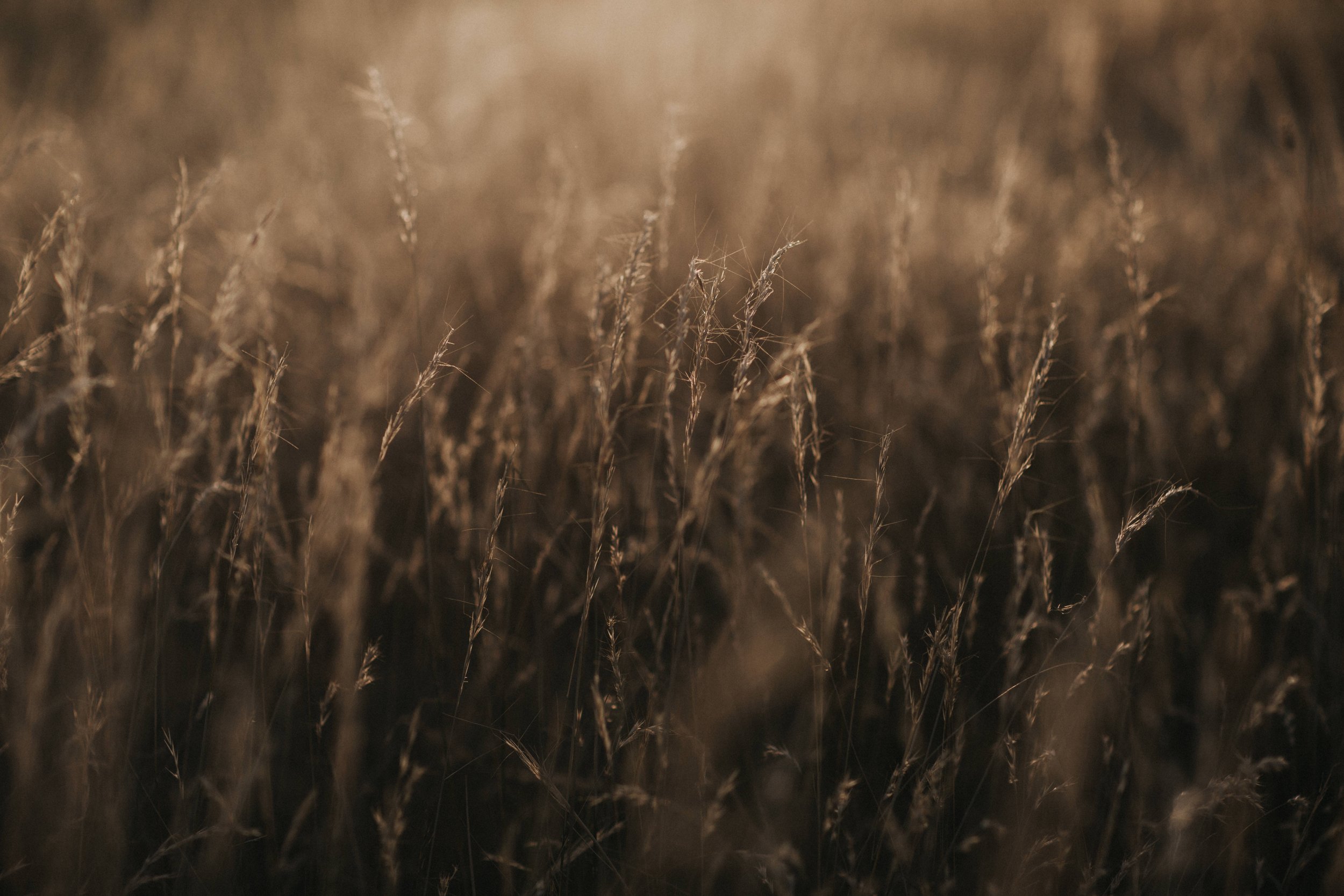 Close-up of dry grass or wild plants in a field with subdued lighting.