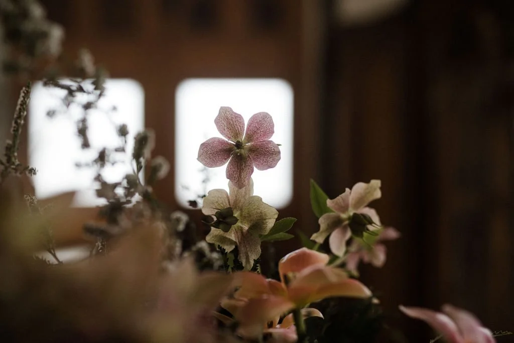 Close-up of blooming flowers with a window in the background