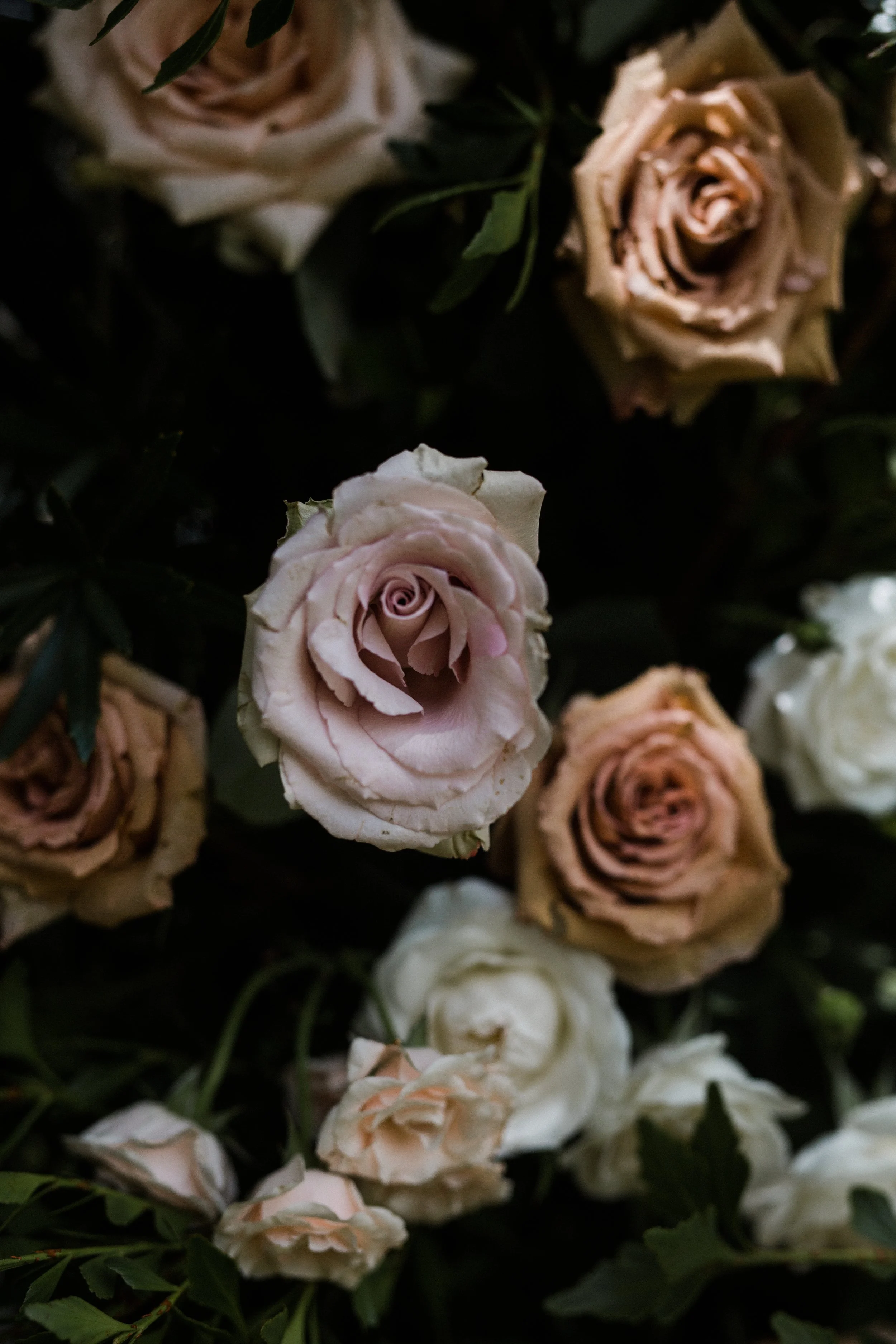 Close-up of pale pink and cream-colored roses with green leaves.