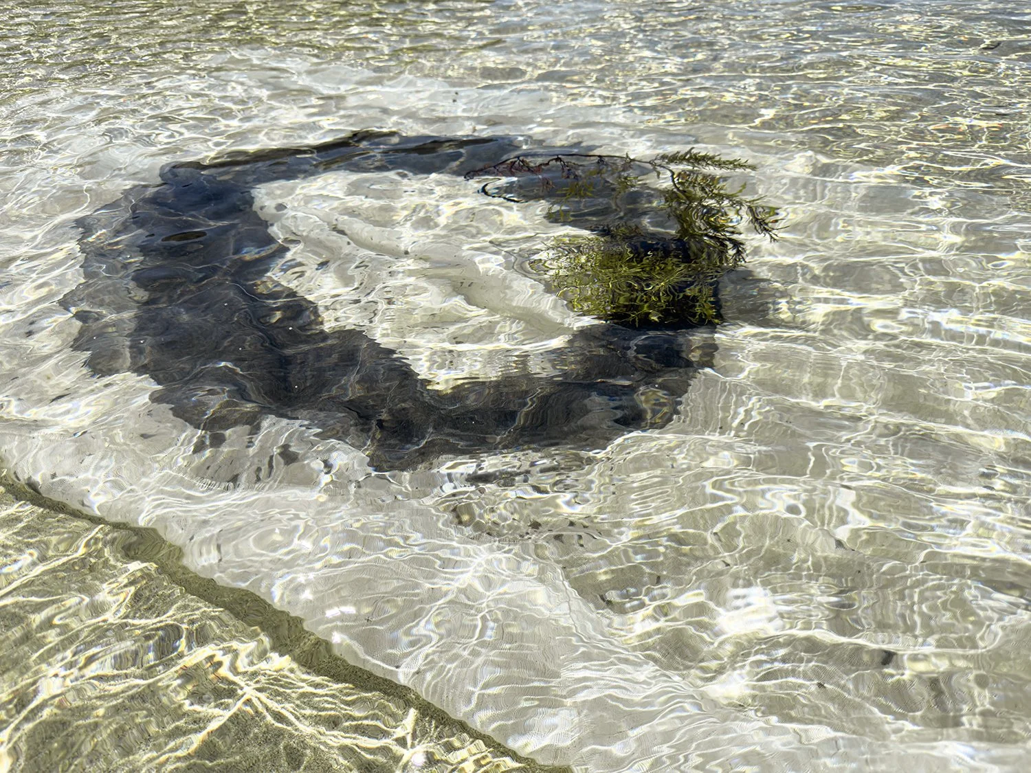 Caroline Christie-Coxon, Submerged