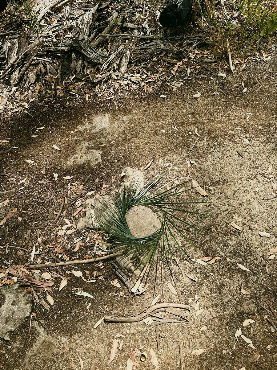 Forest Explorations 17. Caroline Christie-Coxon 01.2024 - websize.jpg