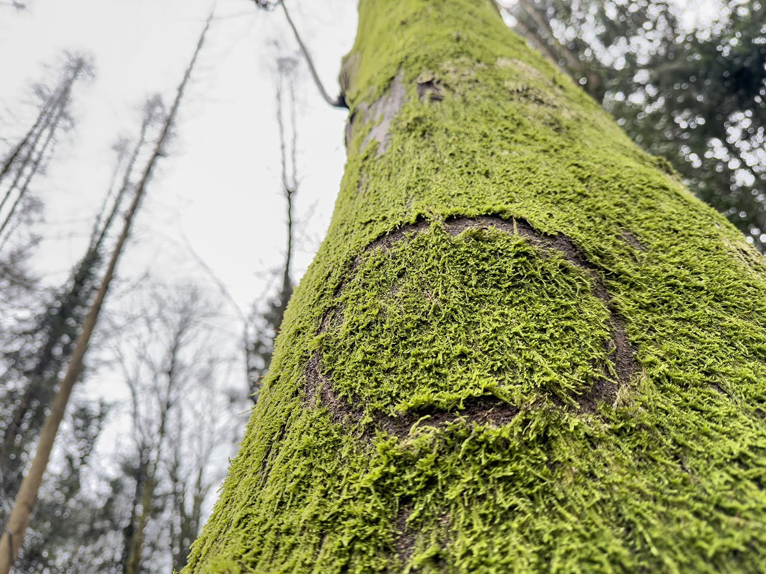 Forest Explorations 4