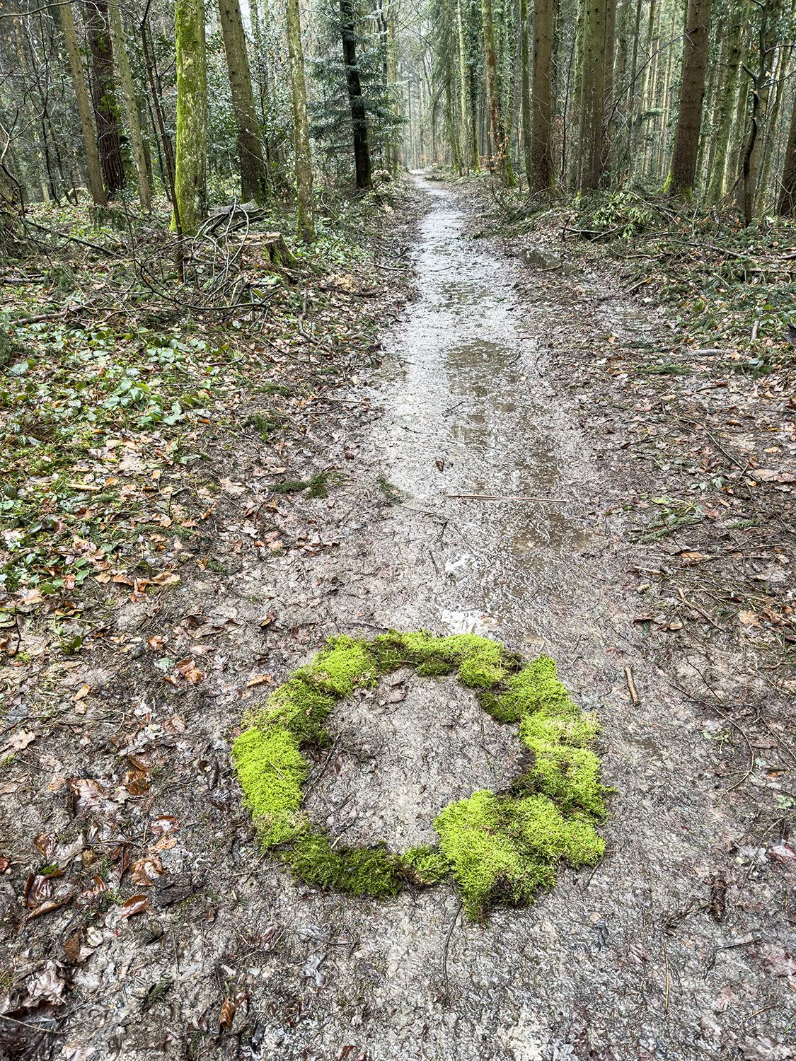 Forest Explorations 1