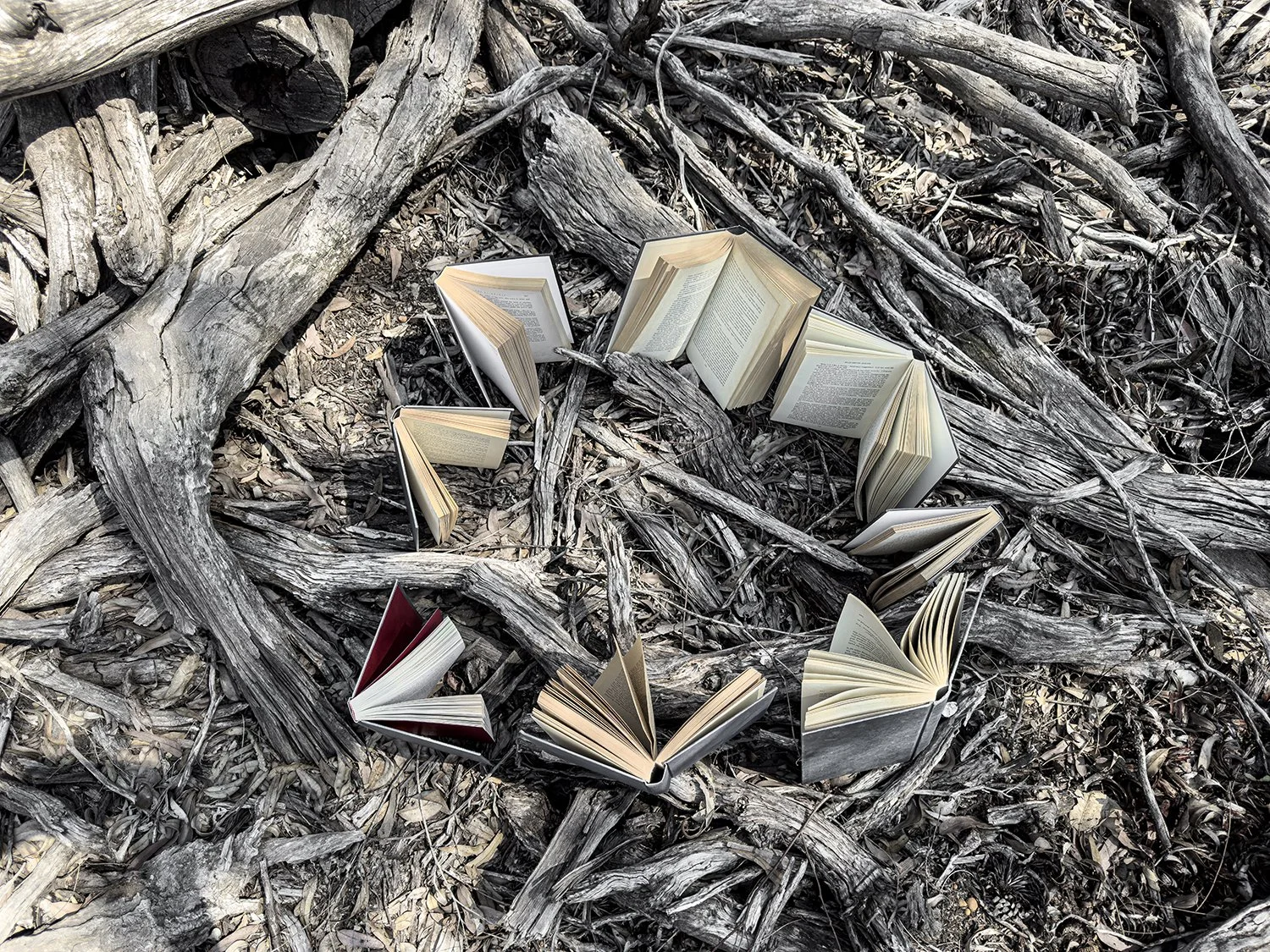 Caroline Christie-Coxon. The Last Reader