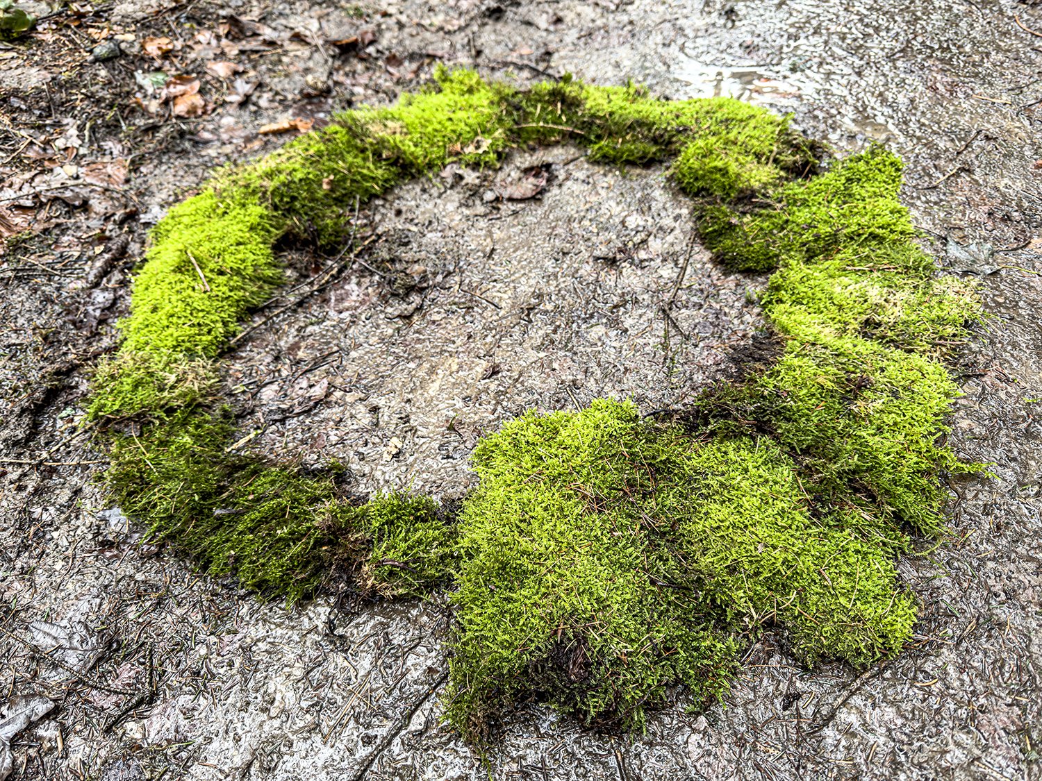 Forest Explorations 2