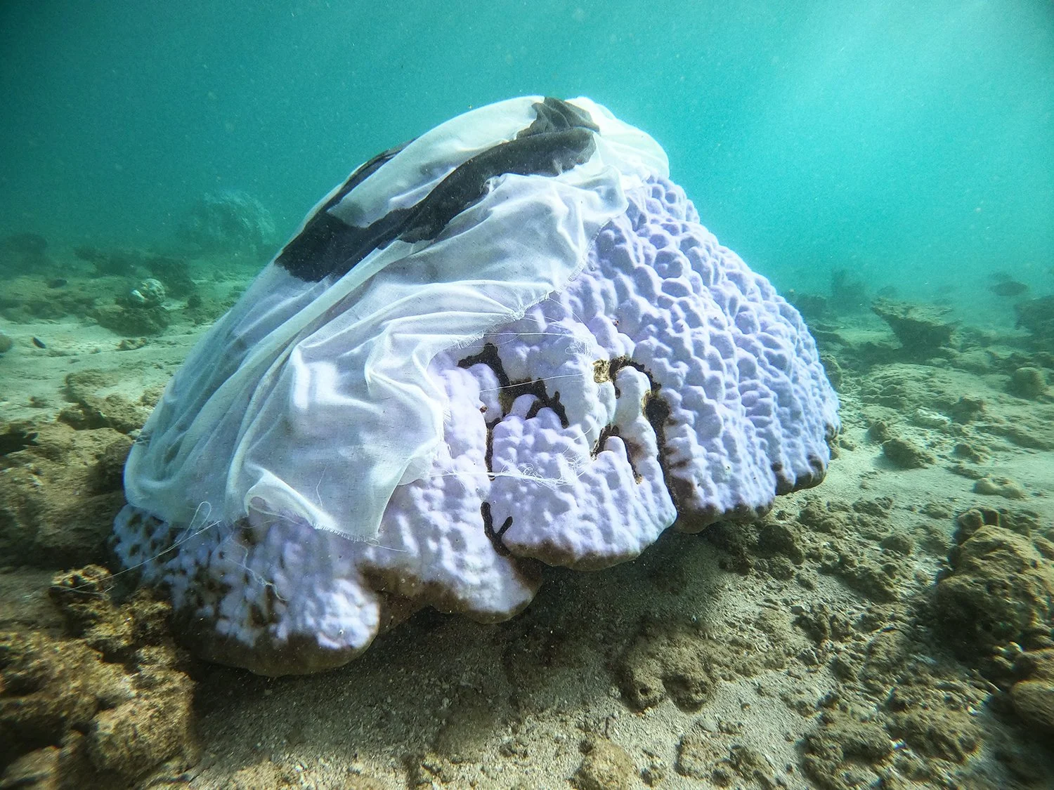 Holding The Reef 1