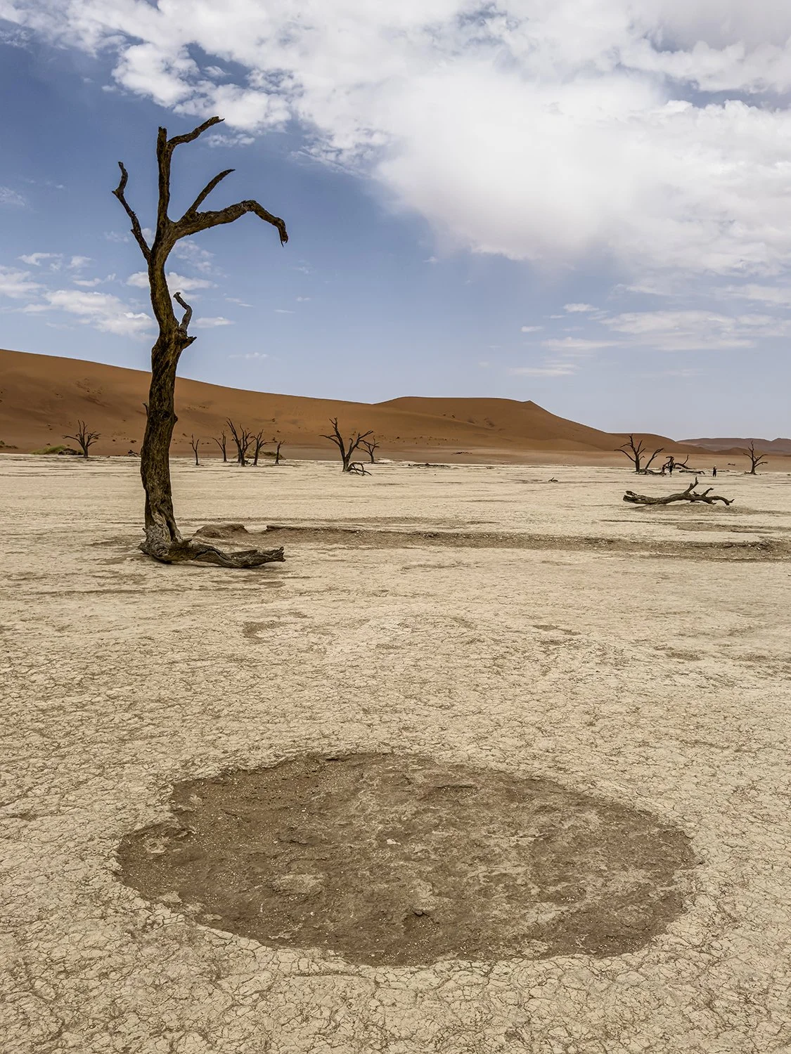 A Forest Once Stood Here 5