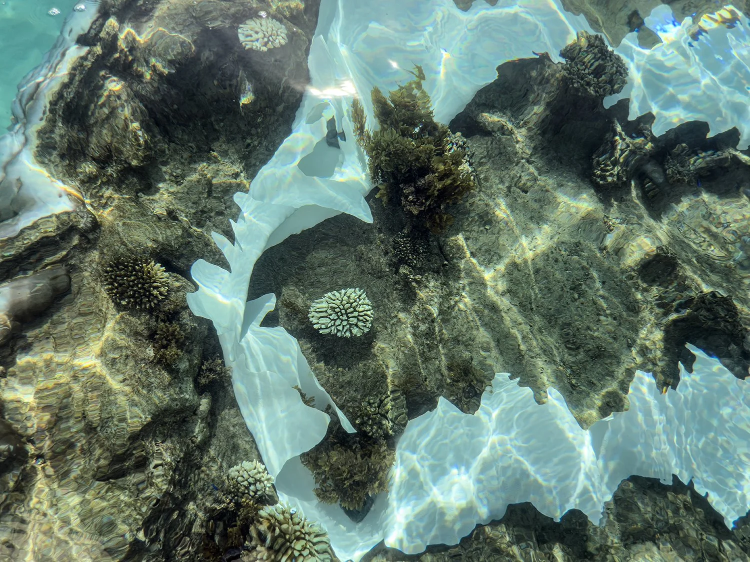 Soft Ecology 3