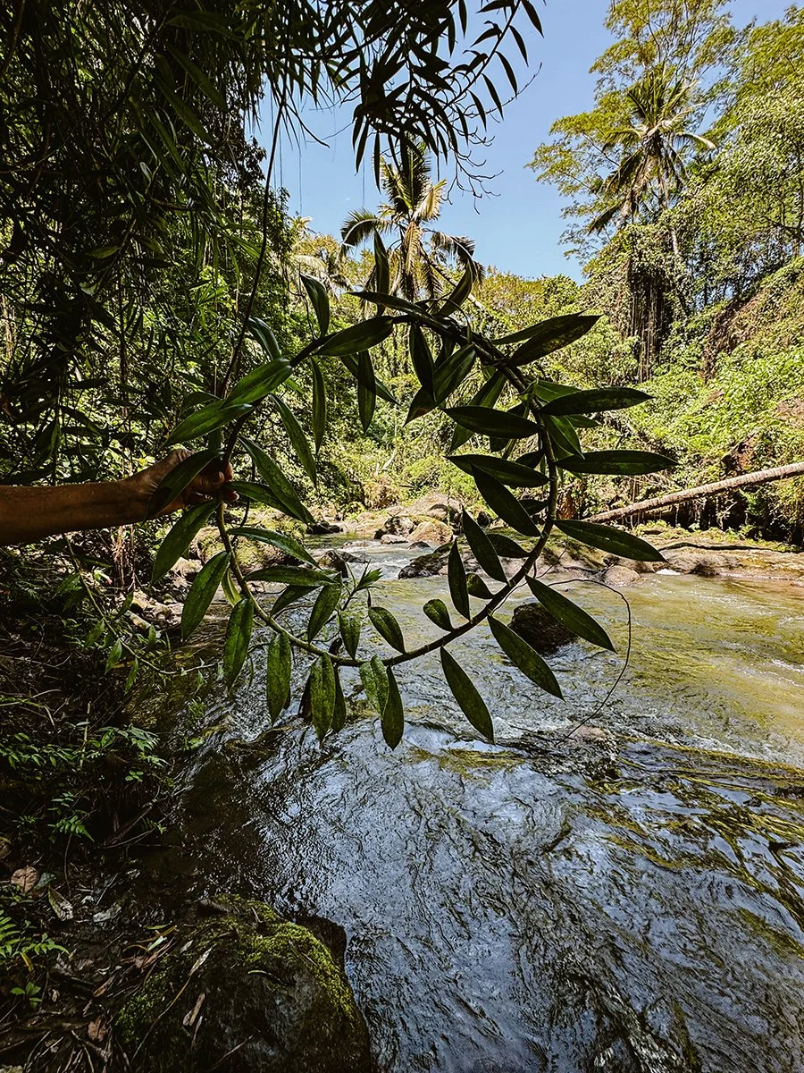 Jungle Flow 15.  Caroline Christie-Coxon 08.2024 - websize.jpg