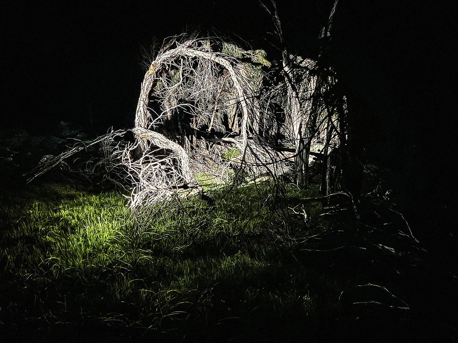 Caroline Christie-Coxon, Portal