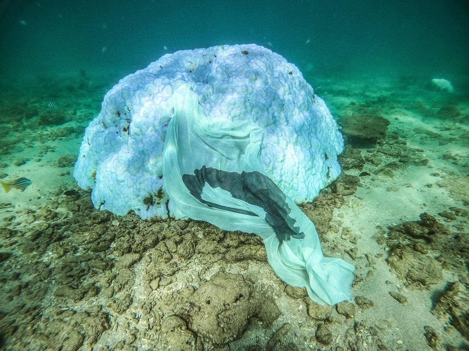 Holding The Reef 5