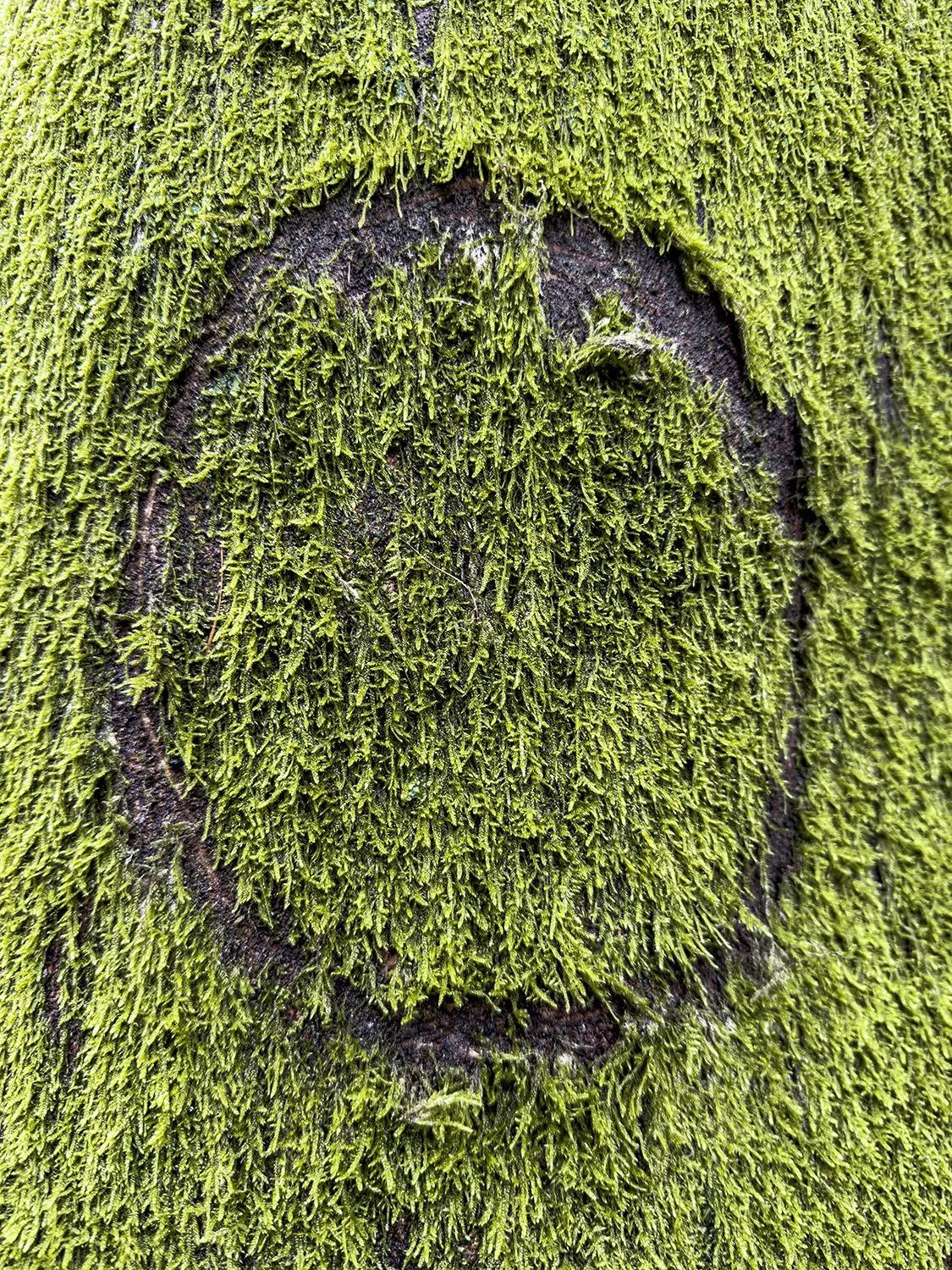 Forest Explorations 3