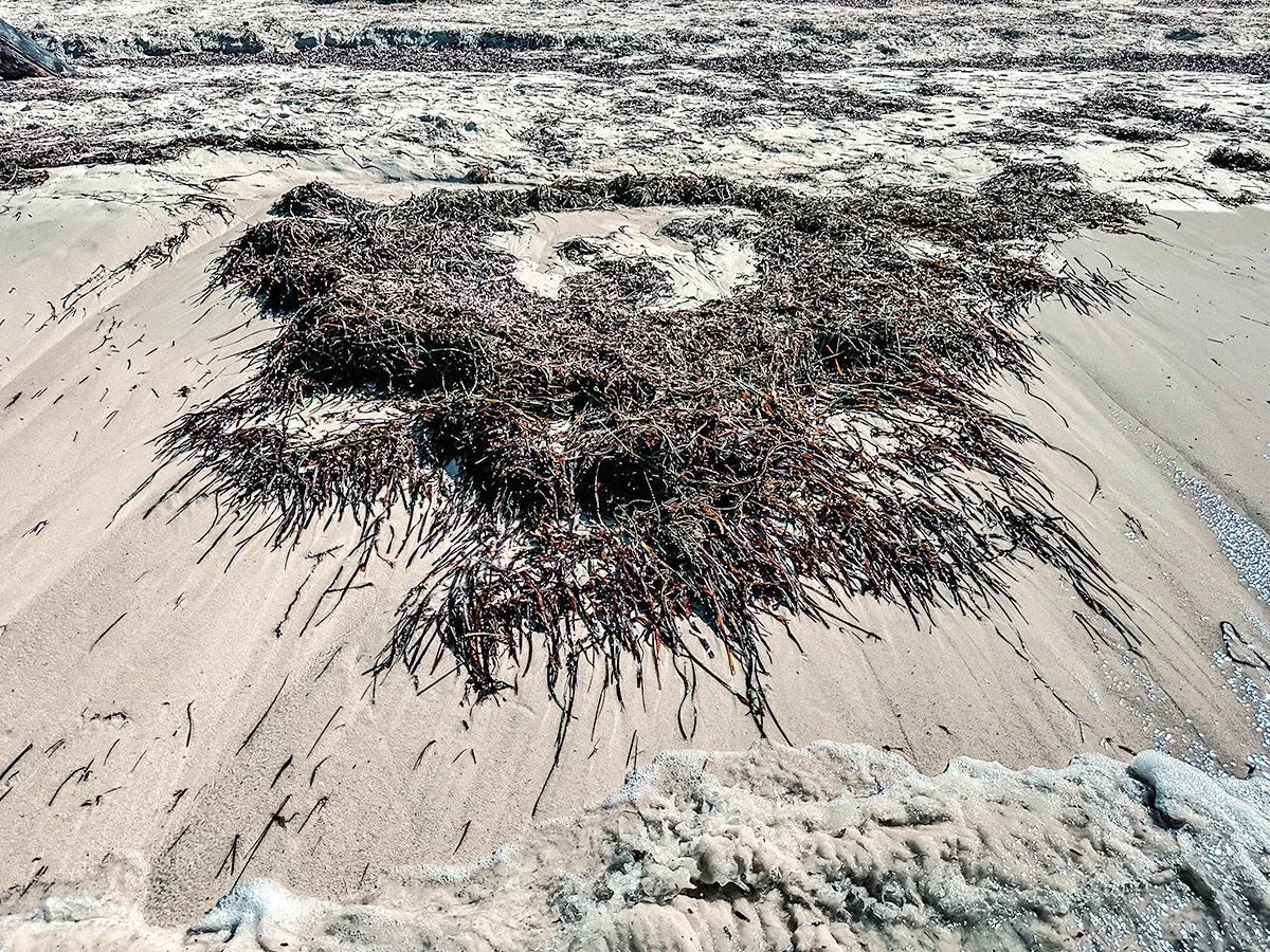 Caroline Christie-Coxon, Sea Flora