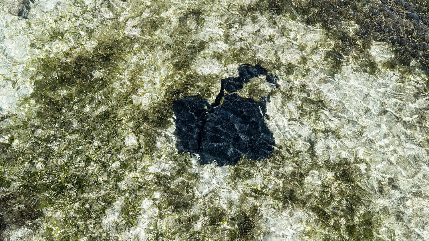 False Organic 3