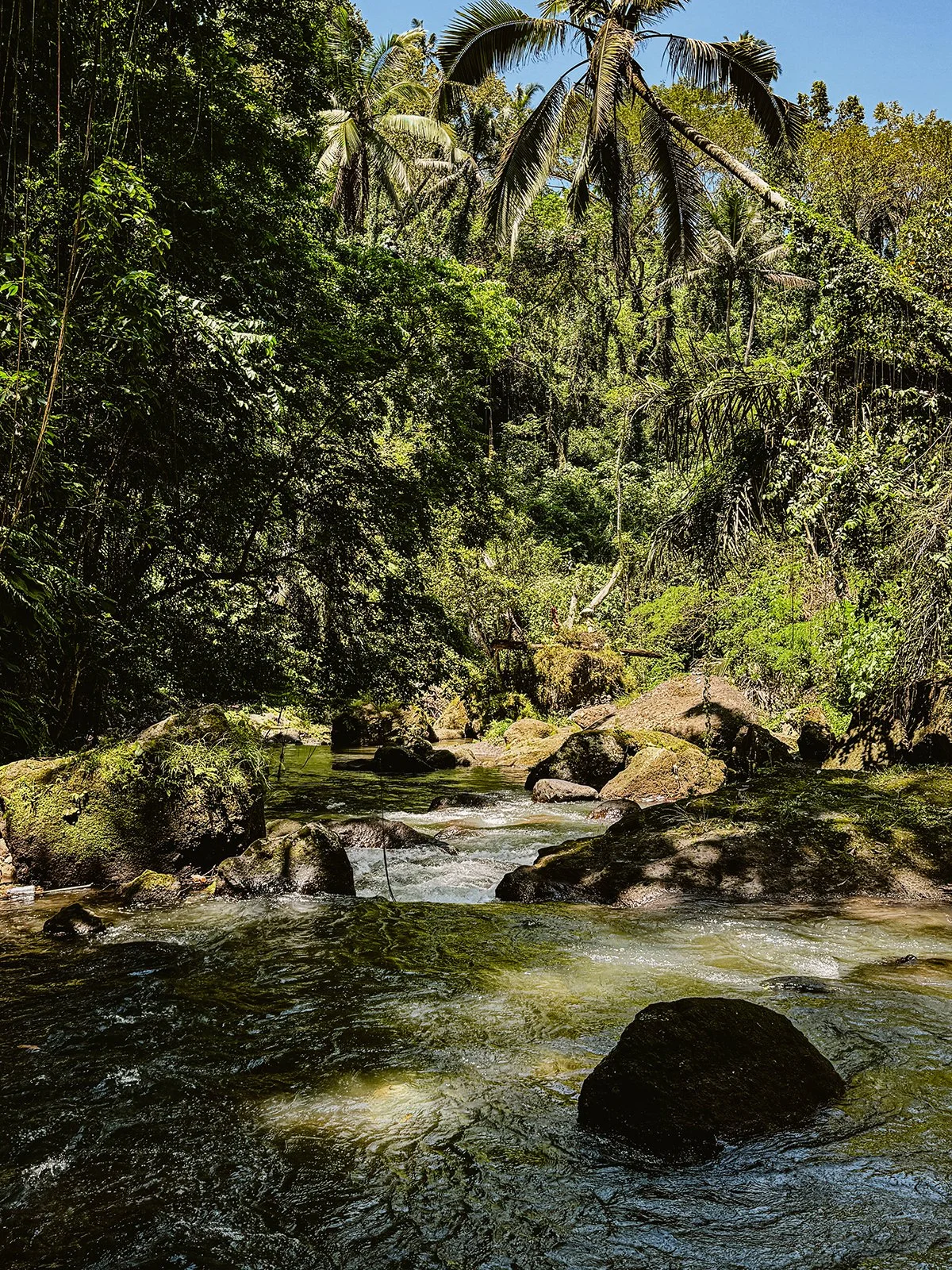 Jungle Flow 12.  Caroline Christie-Coxon 08.2024 - websize.jpg