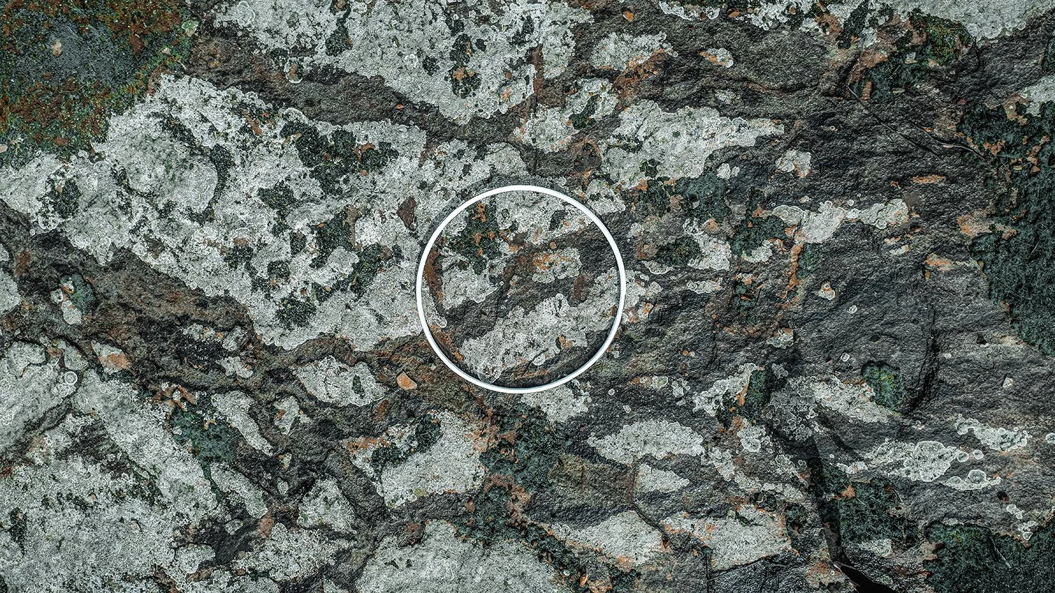 Caroline Christie-Coxon, Lichen