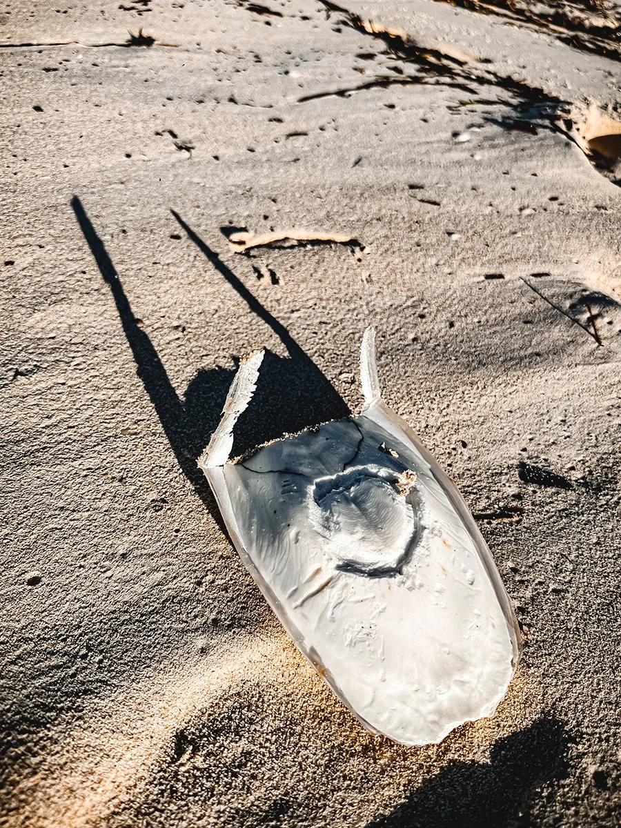 Cuttlefish Henge 5. Caroline Christie-Coxon 01.2024 - websize.jpg