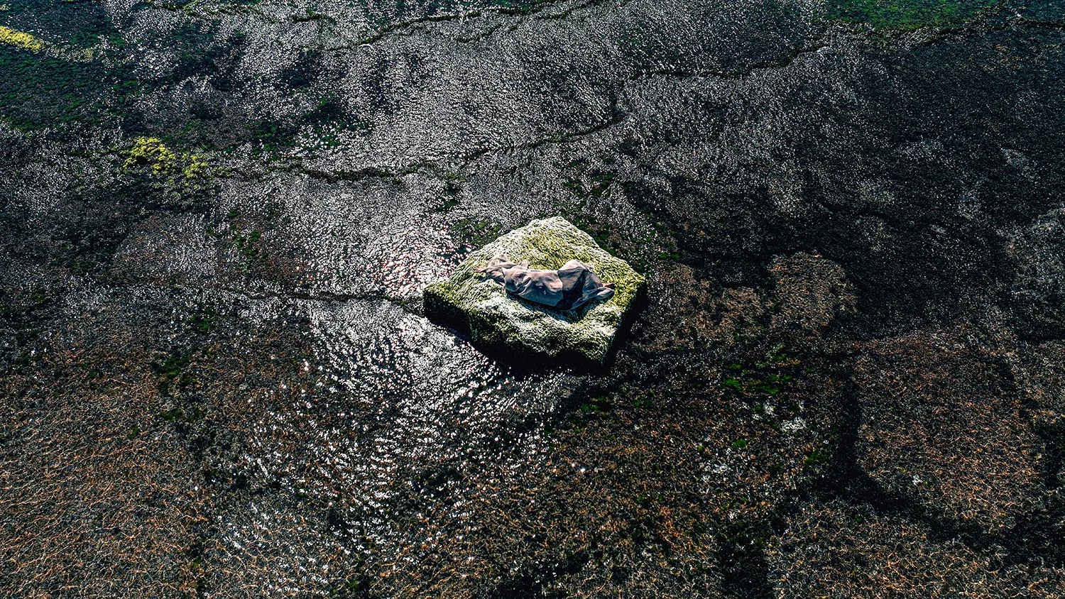 Crocodile Rocks 3