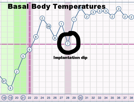 Circled is the "implantation dip" in basal body temperature (BBT)