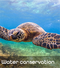 Water image.png