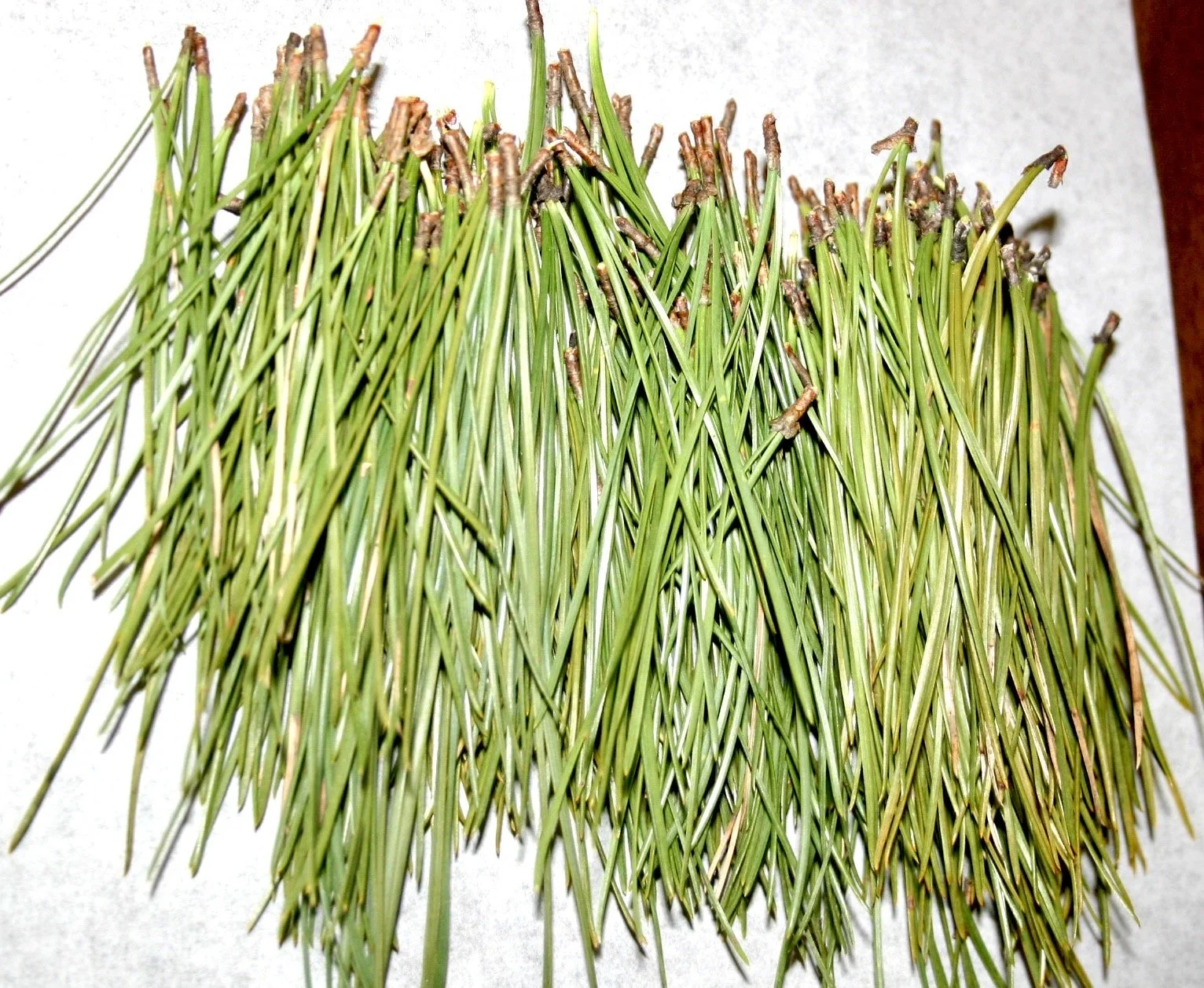 Chapter 73   Advanced Focusing and Plant Medicine  - from my book Changes