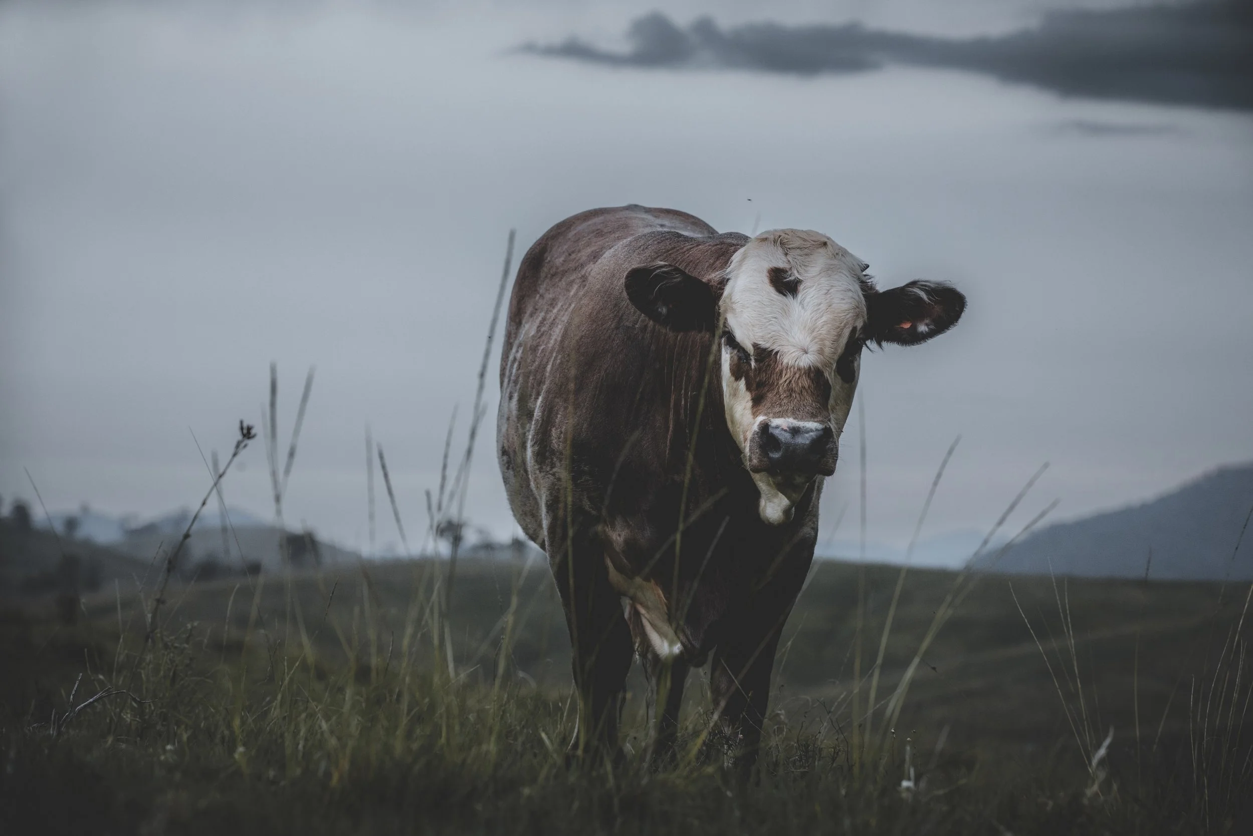 This bull remained stoic and unphased, even in the presence of the camera.