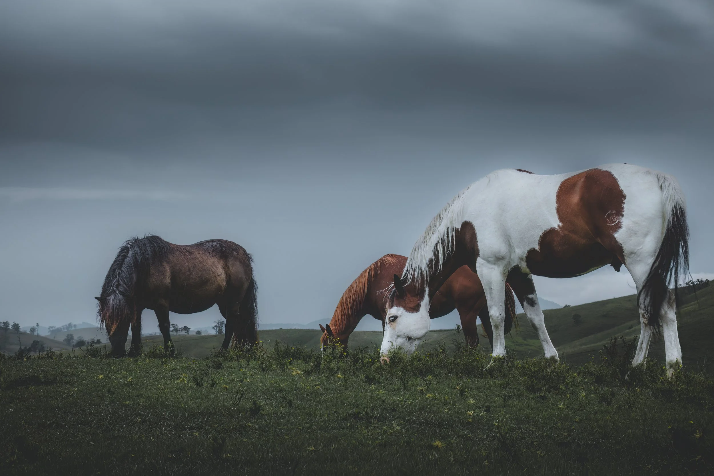 Awakening to a majestic ensemble of horses gracing the cabin's surroundings, their beauty enhancing the serene morning ambiance